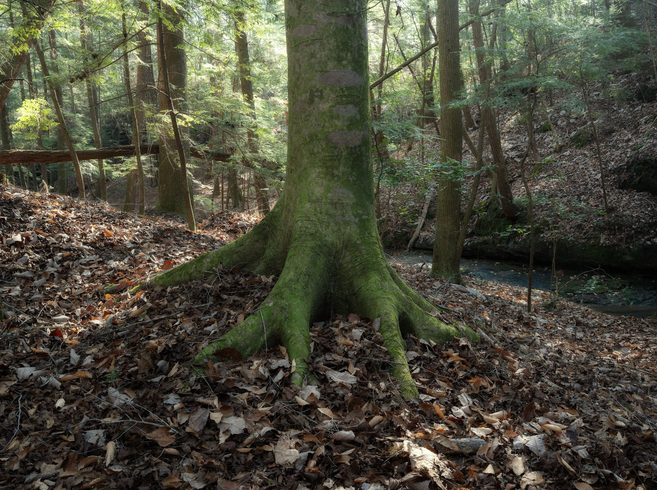 A moss-covered tree with large roots extending over a leaf-littered forest floor; a stream is visible in the background among dense trees.
