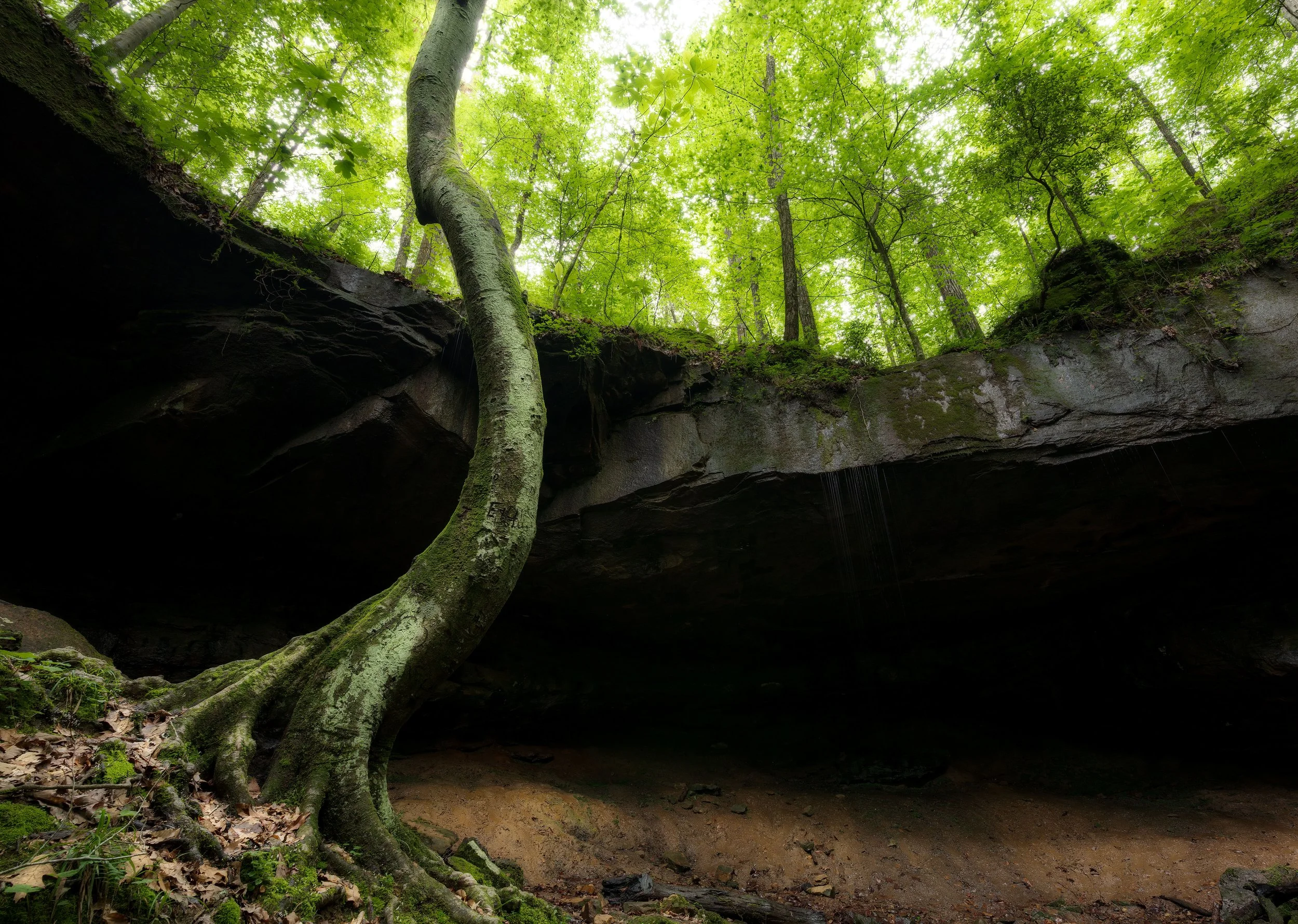 A view looking up from inside a cave with trees and green foliage overhead, moss-covered roots extending from the ground to the boulder's edge.