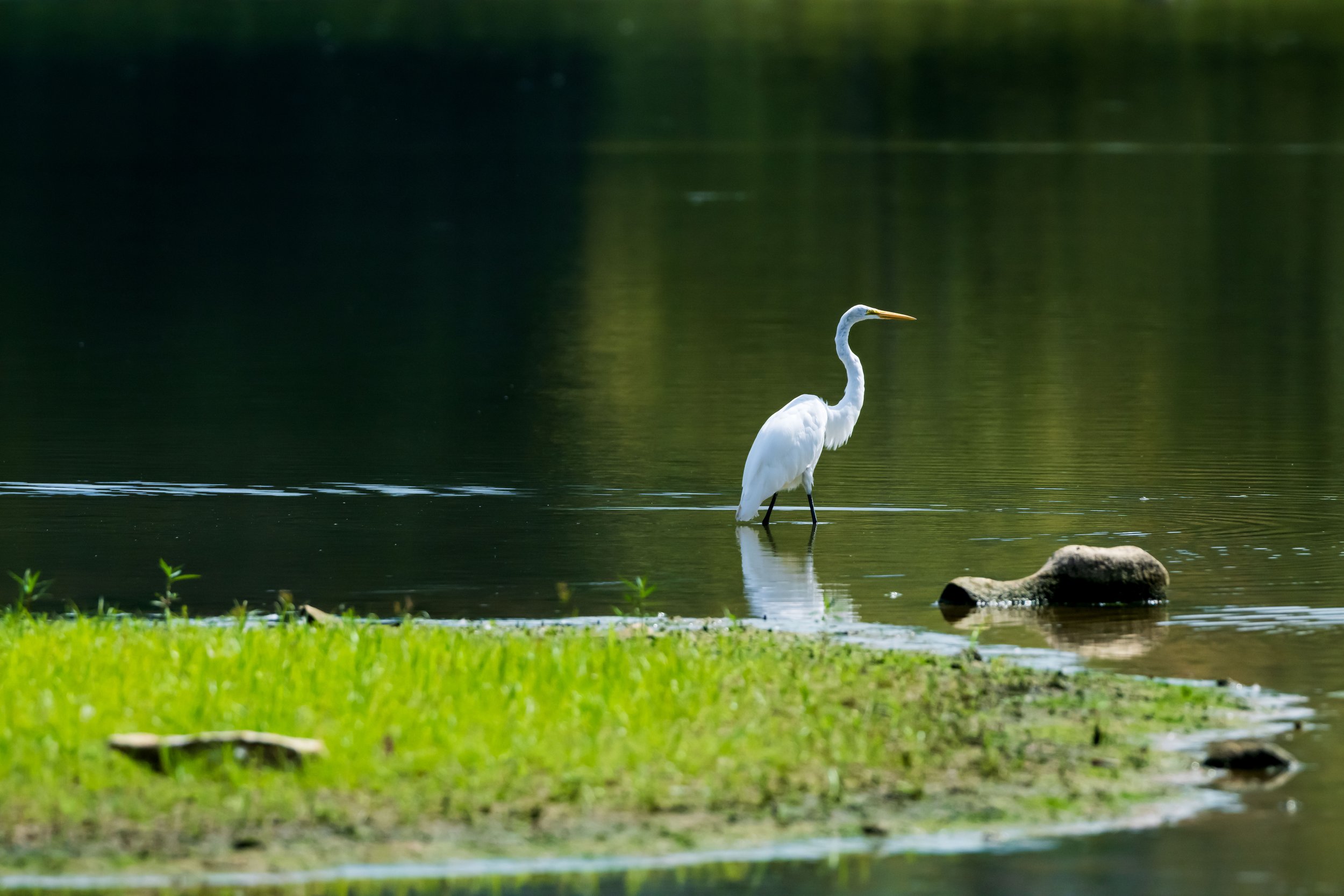 A white heron standing in shallow water near a grassy edge with rocks, during daylight.