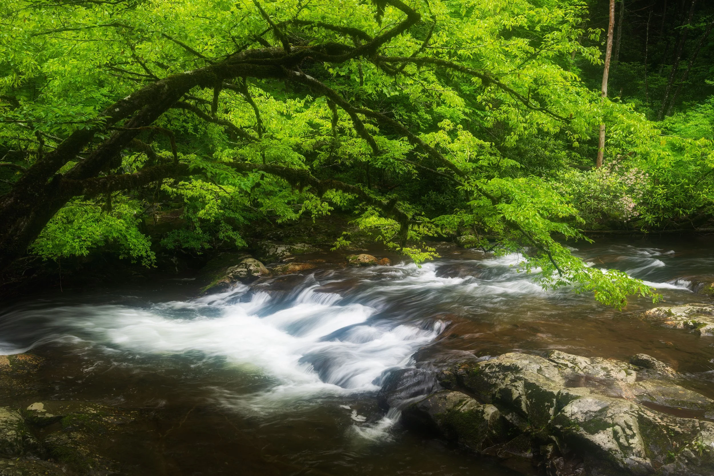 A flowing creek in a lush green forest, with a tree arching over the water and rocks along the creek bed.