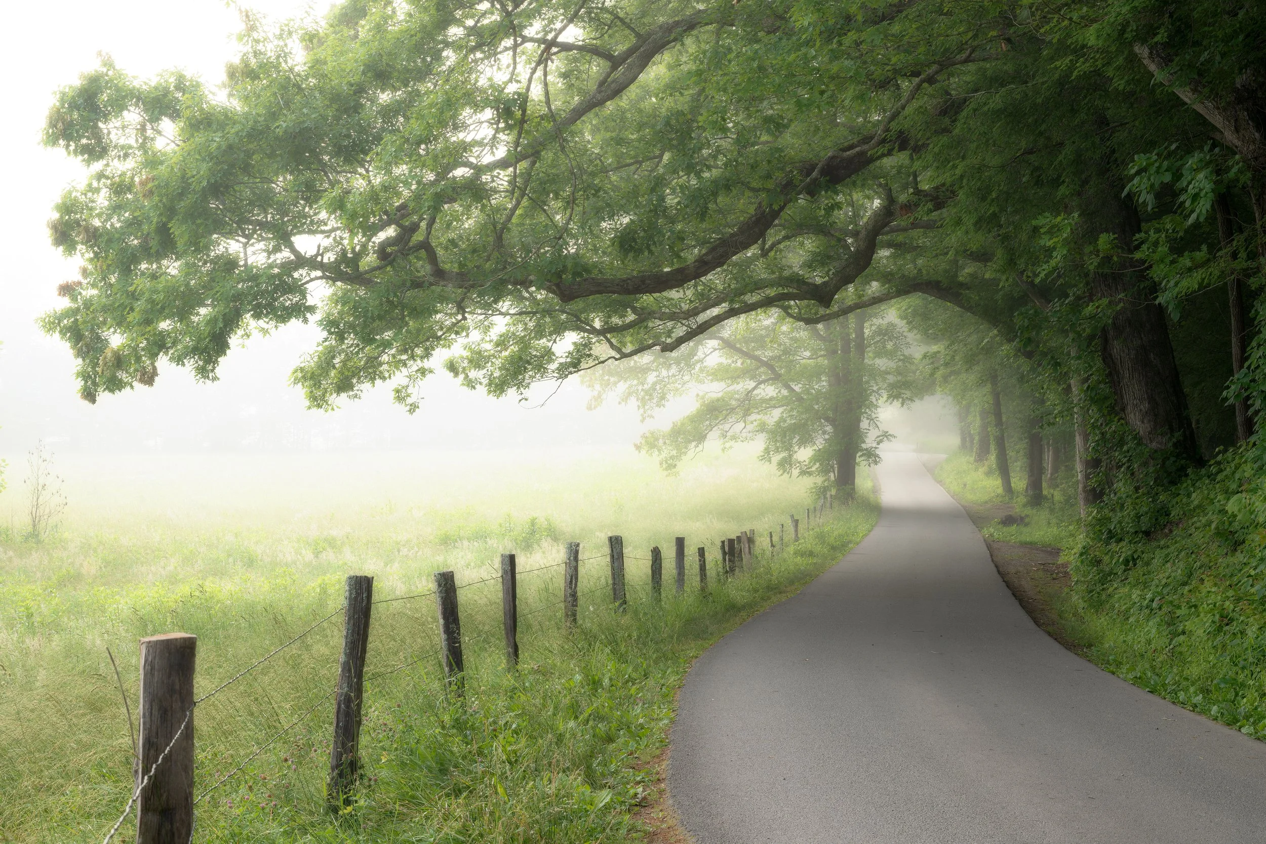 A winding paved road running through a lush green landscape with tall trees and a wooden fence on the left side, in foggy weather.