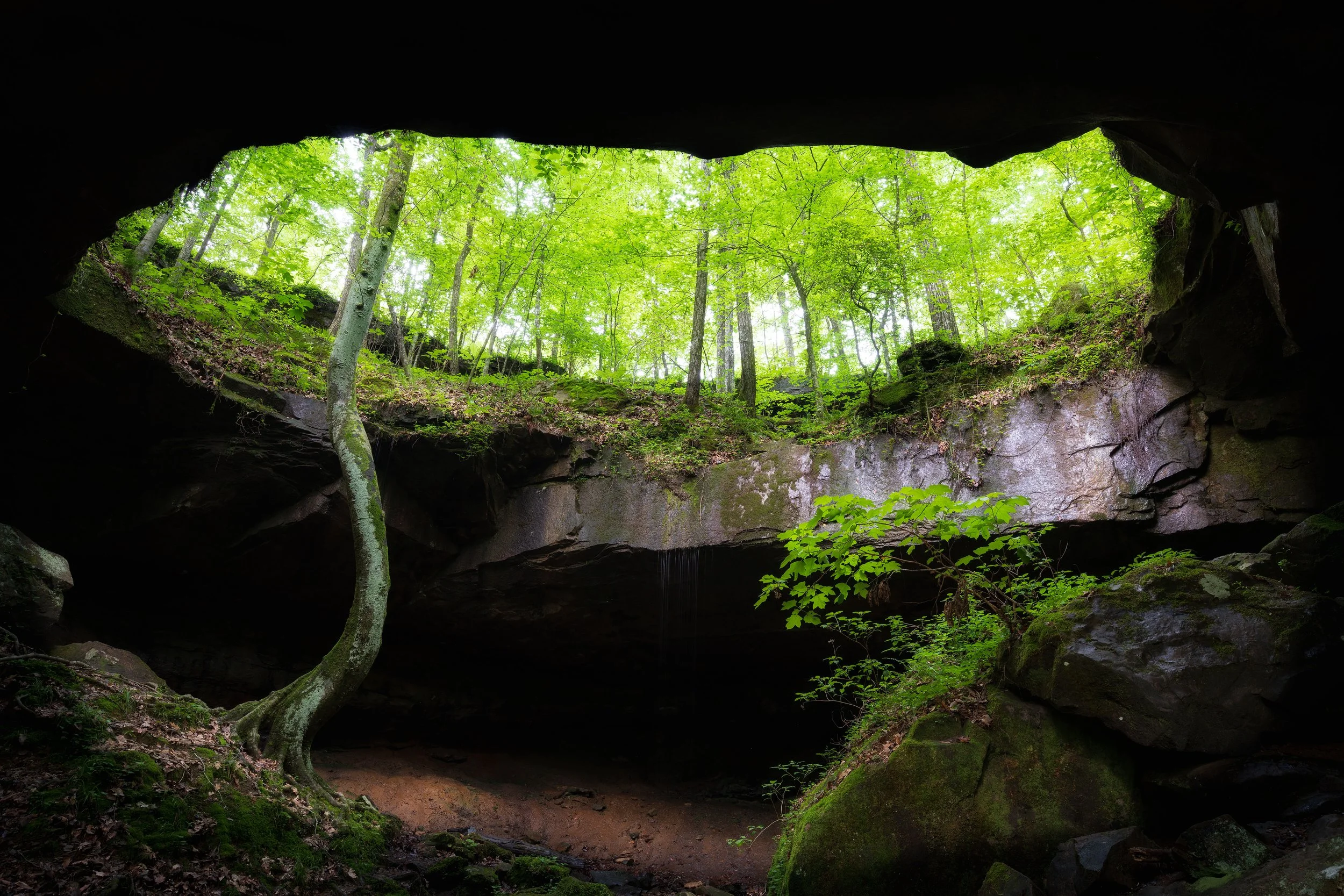 View from inside a cave looking out at a lush green forest with tall trees and bright leaves.