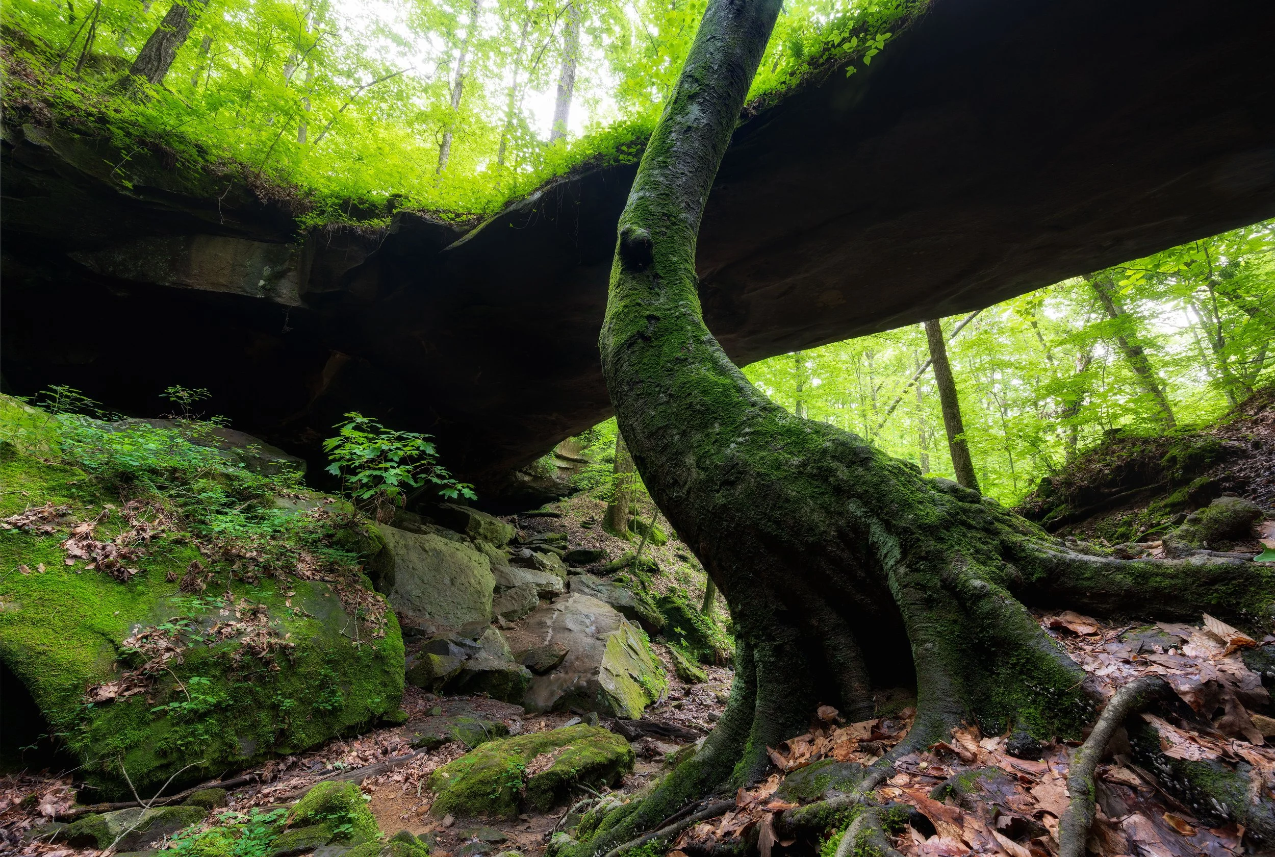 A large moss-covered tree growing at the base of a rocky overhang in a lush green forest.