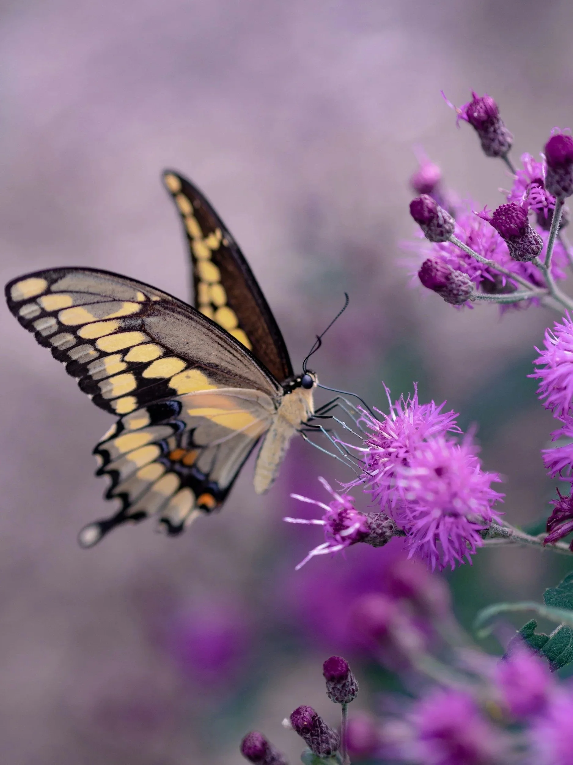 Schmetterling auf rosa Blume, Nahaufnahme, unscharfer Hintergrund