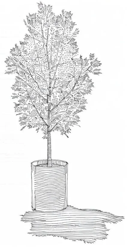 træaleneSKETCH copy.jpg