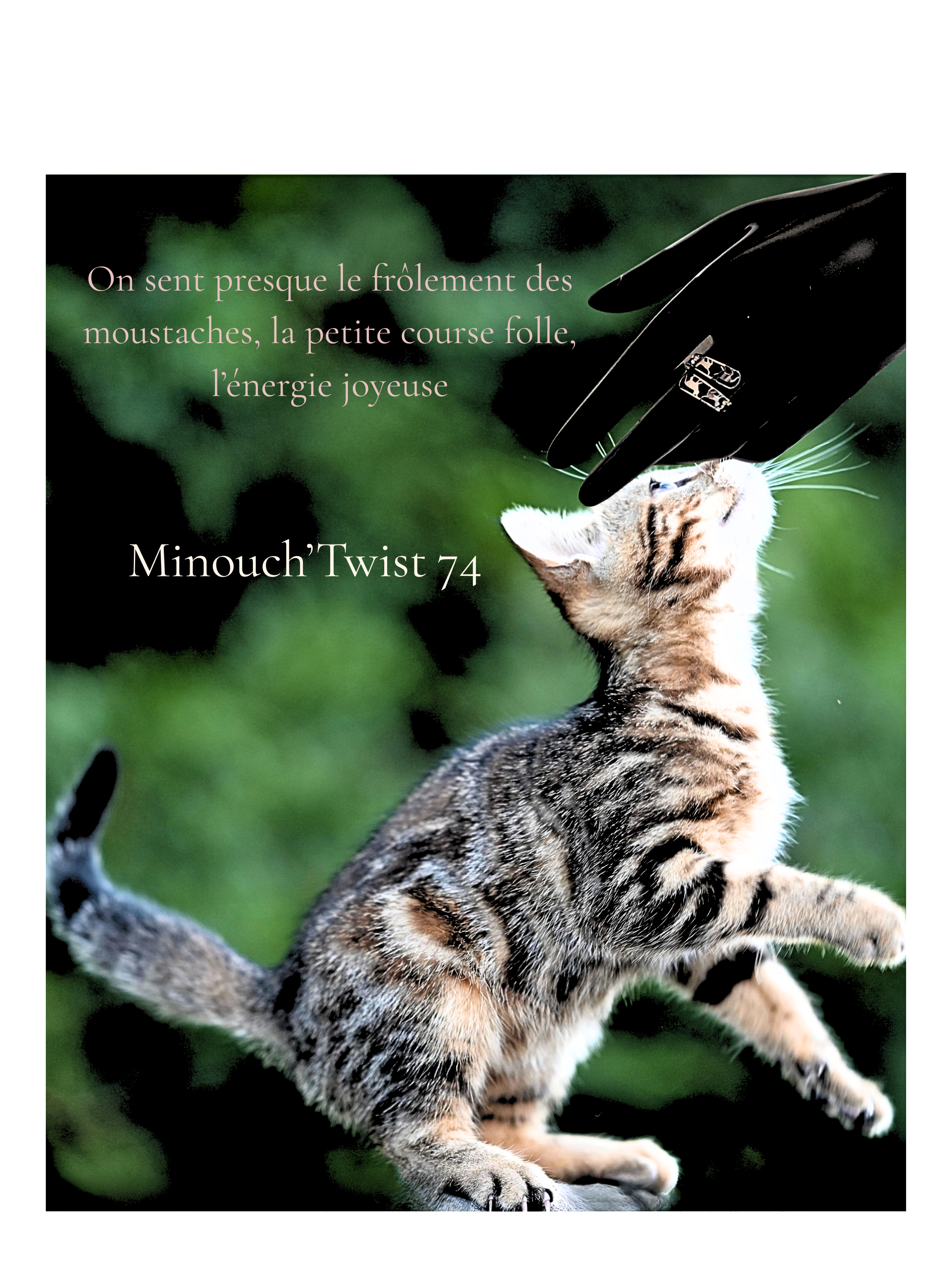 art74- chat tigré main caresse.png