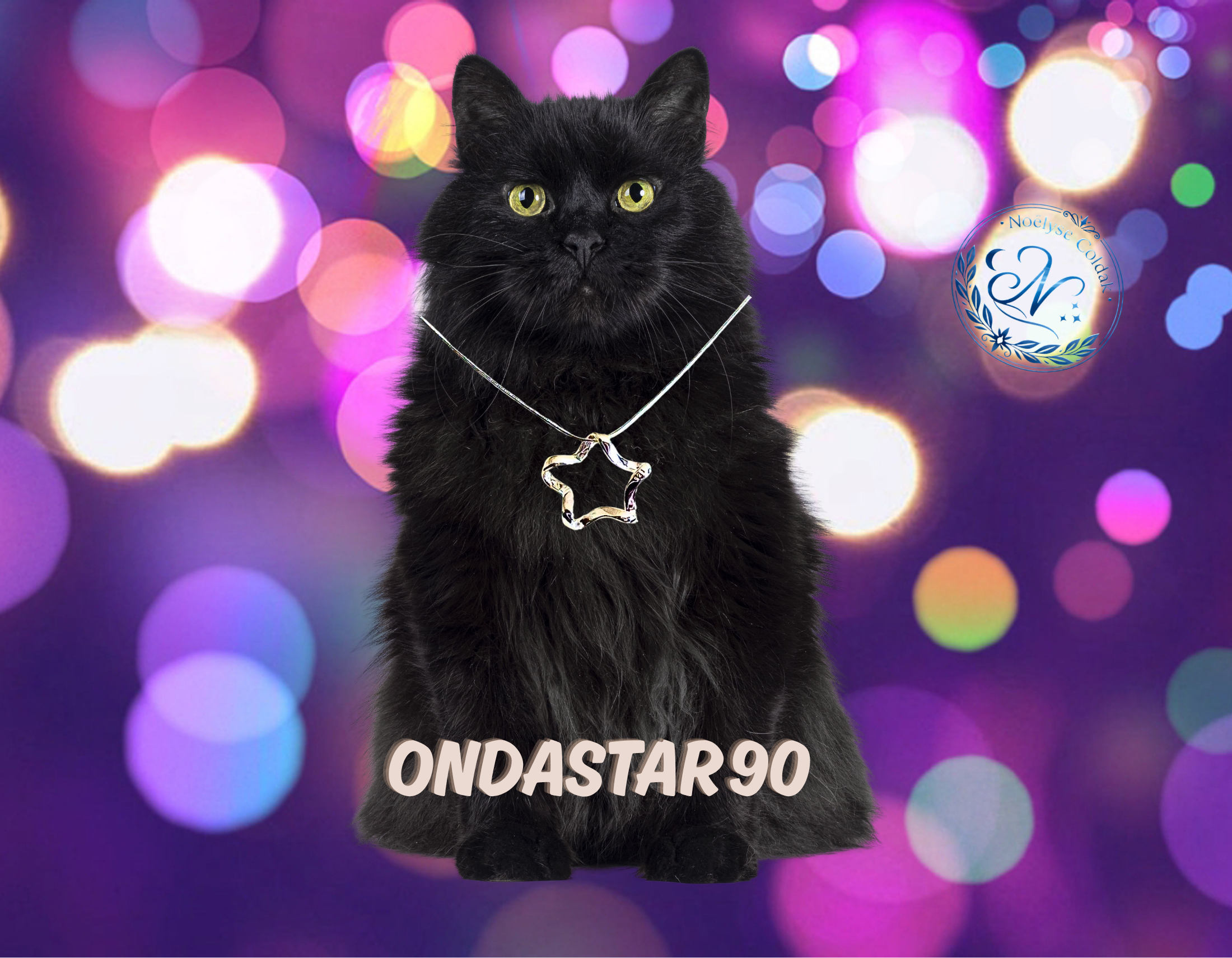 art90- chat boite de nuit.png