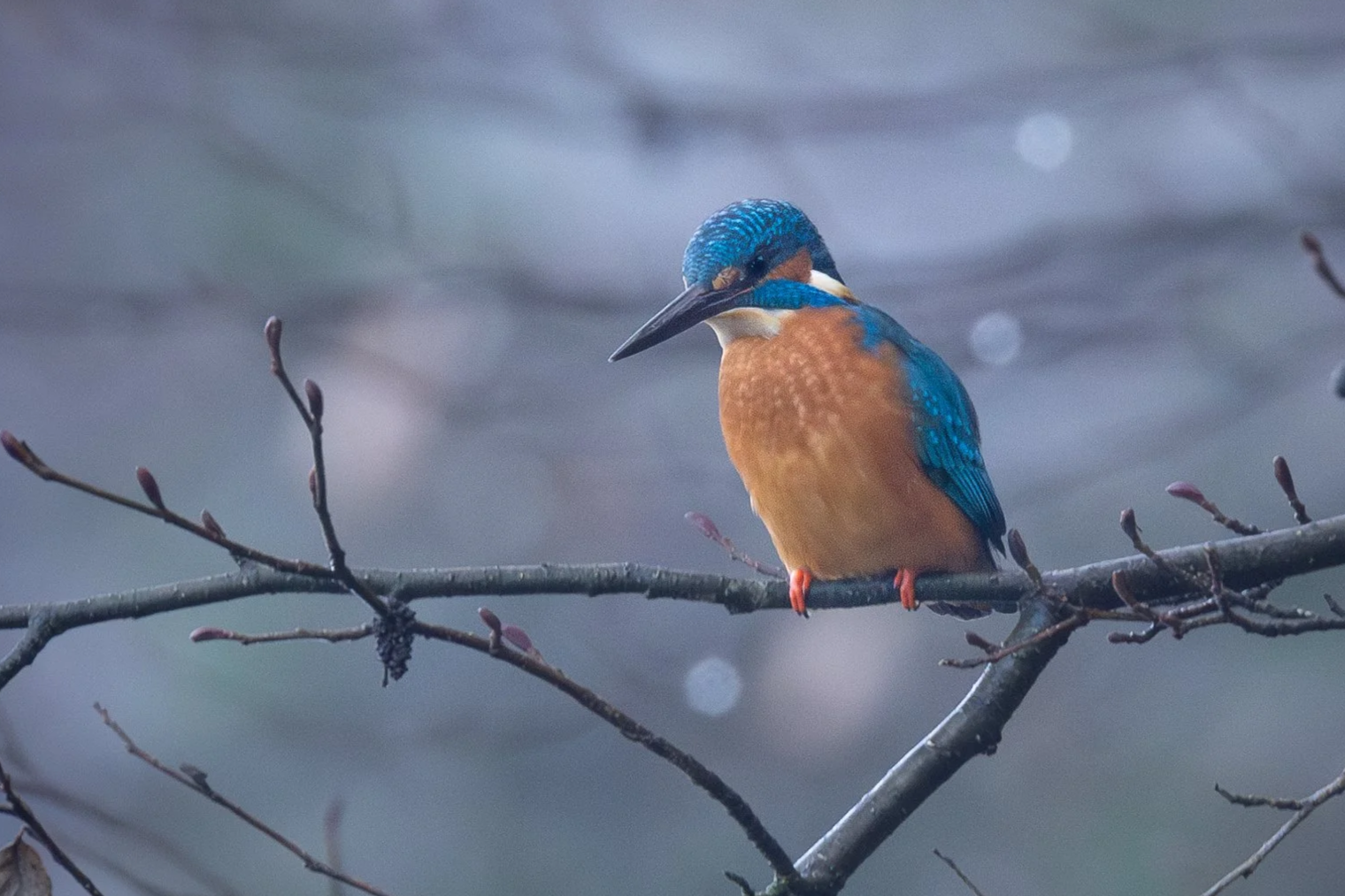 Eisvogel sitzt auf einem Ast, blickt nach unten, mit Wasser im Hintergrund.