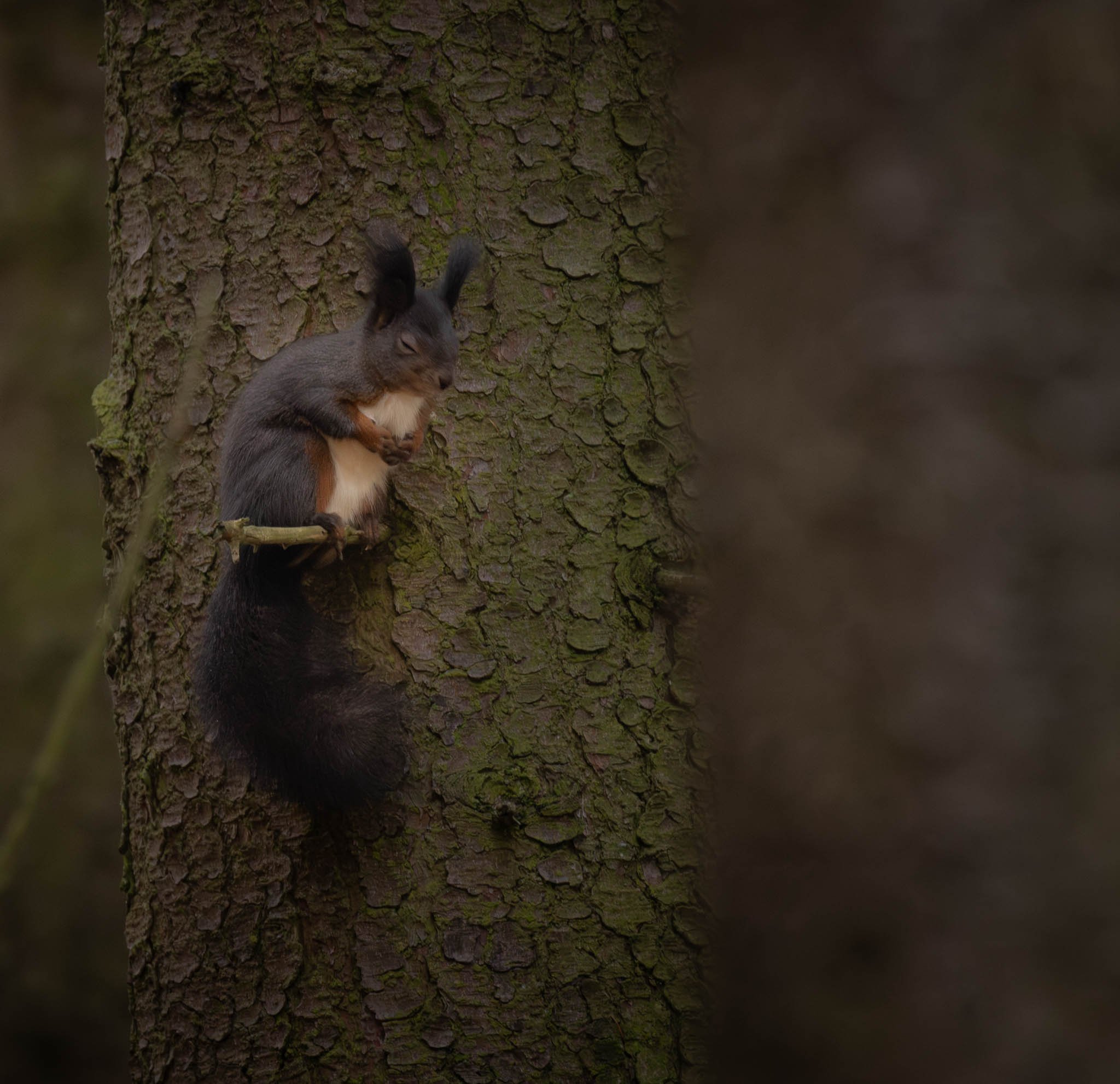 Schlafendes Eichhörnchen