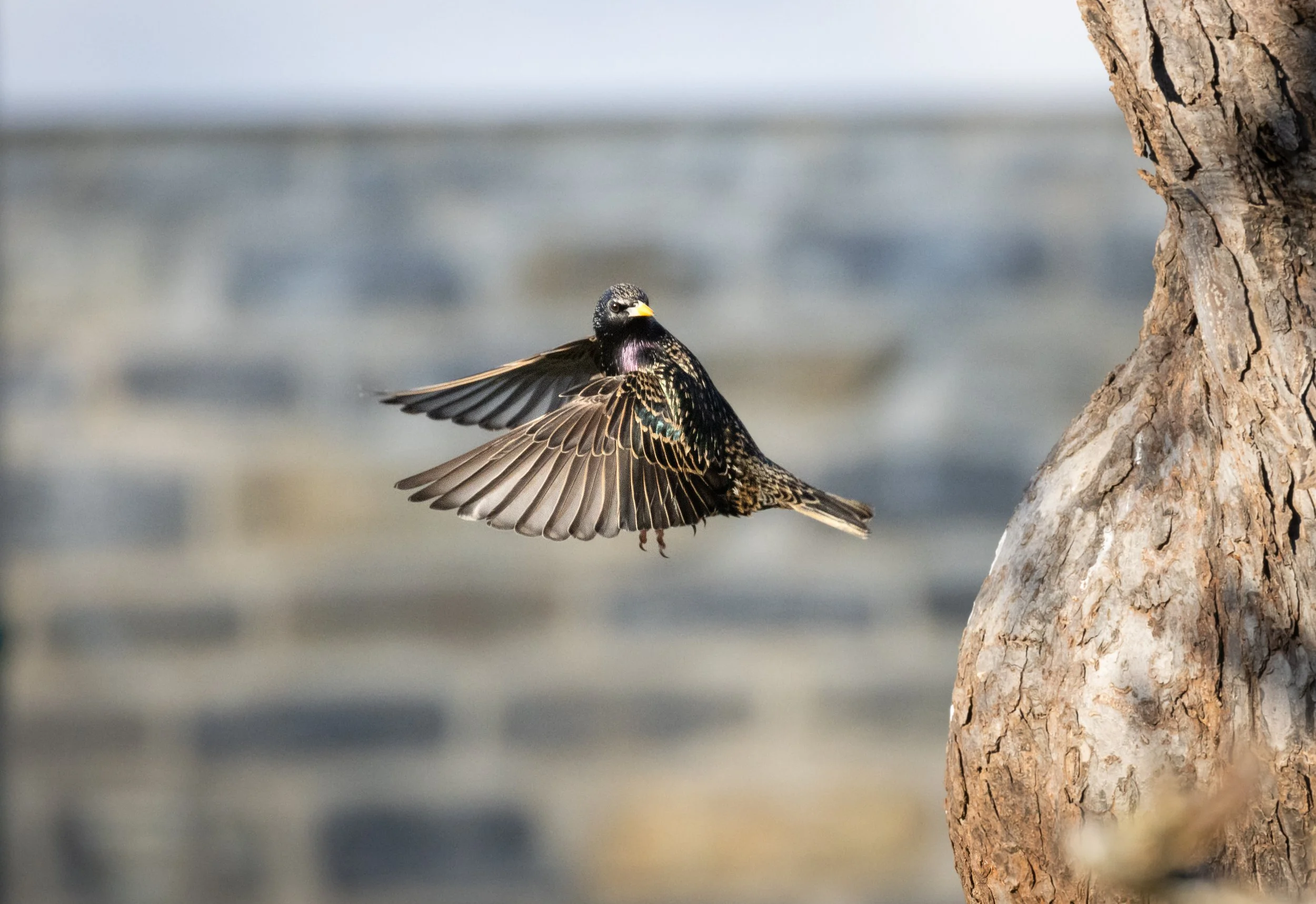 Ein bunter Vogel fliegt neben einem Baumstamm, im Hintergrund verschwommener Himmel und Wasser.