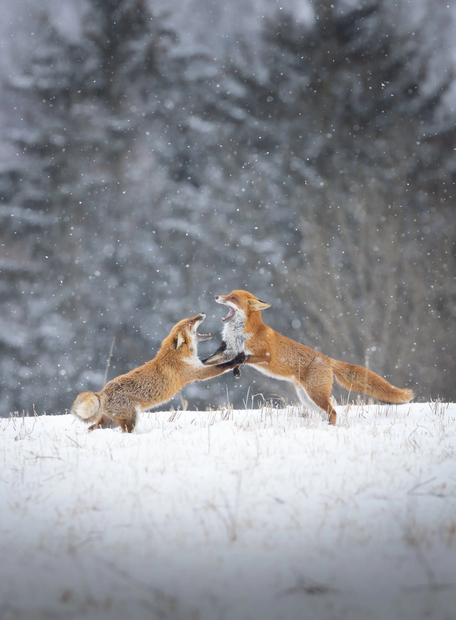 Zwei Füchse spielen im Schnee unter fallendem Schneefall in einer winterlichen Landschaft.