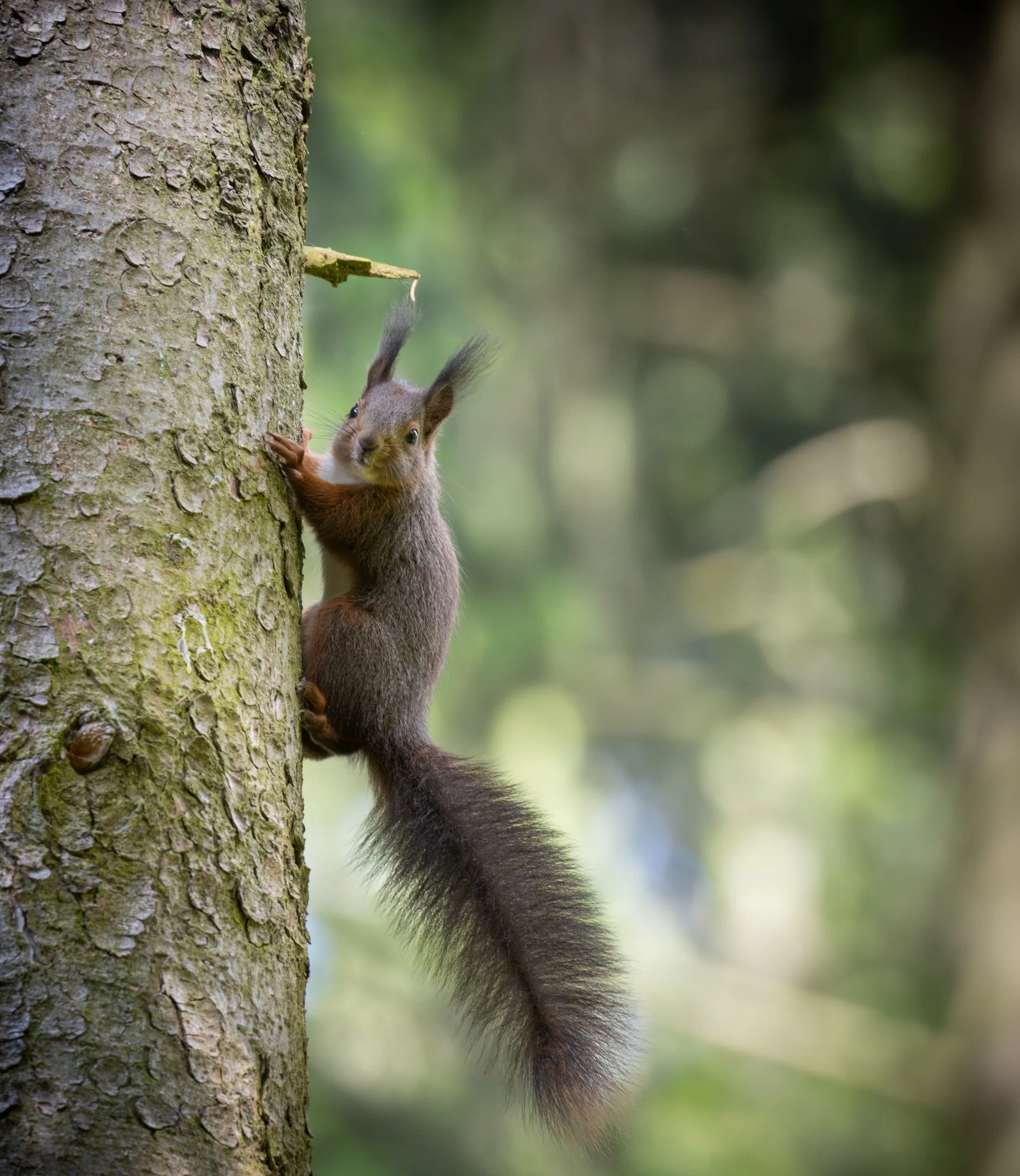 Eichhörnchen am Baum kletternd