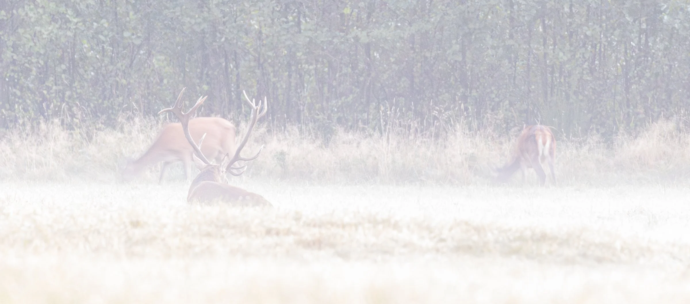 Rehe in einem nebligen Feld mit Bäumen im Hintergrund, Naturaufnahme