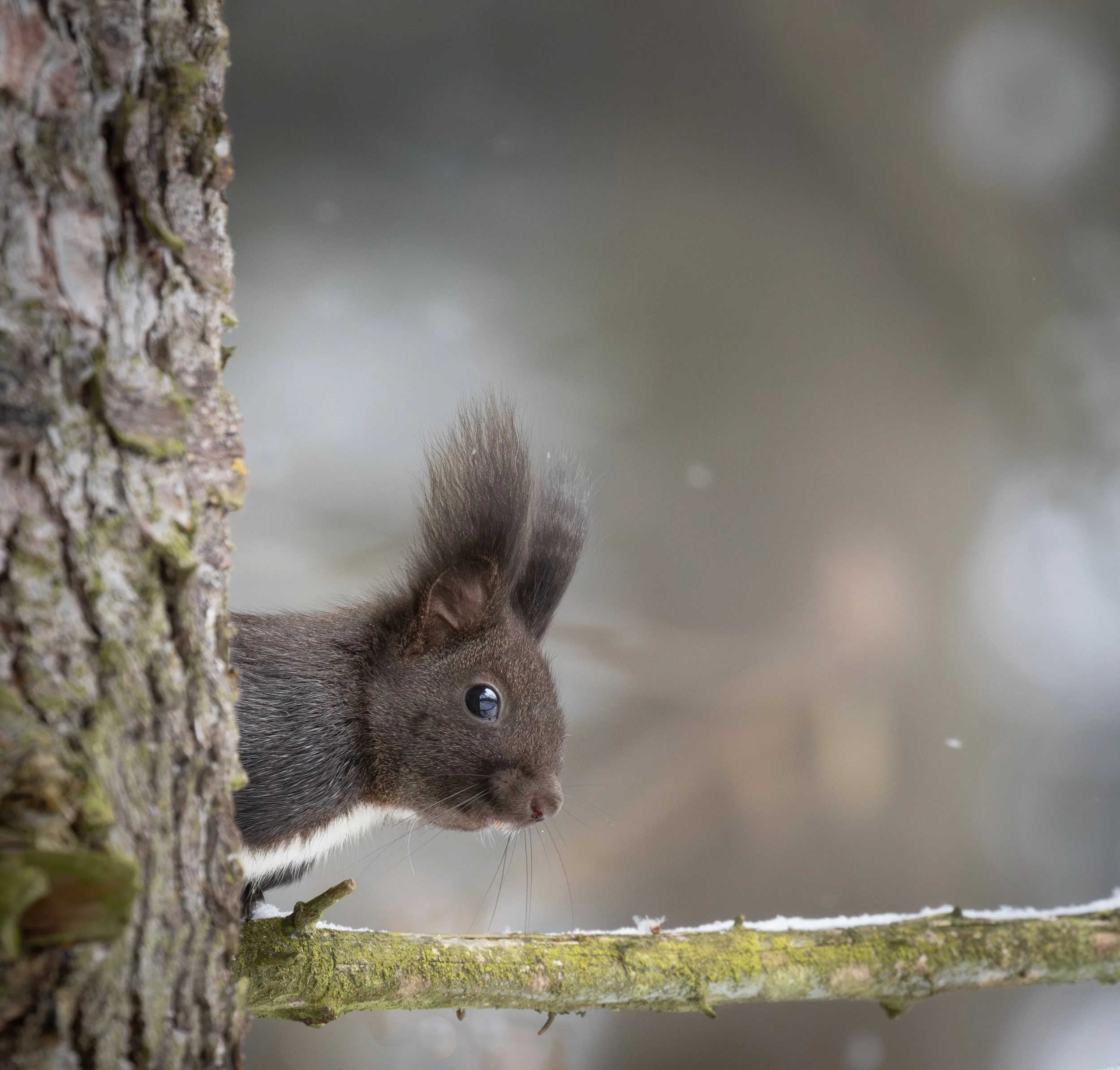 EIchhörnchen sitzt im WInter auf einem Baum