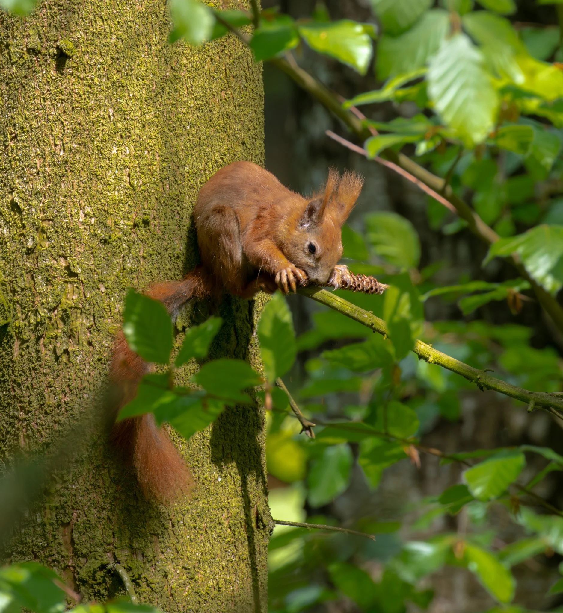 Eichhörnchen frisst