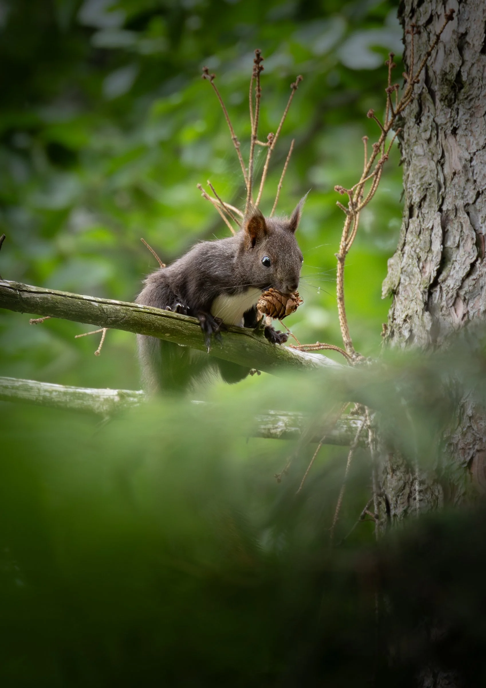Eichhörnchen im Baum