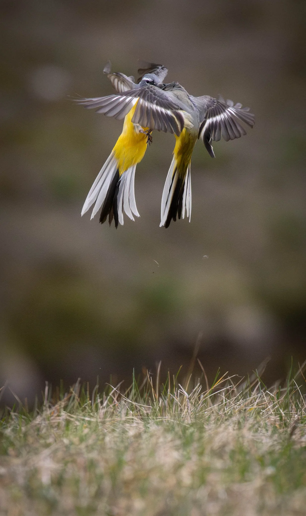 Zwei Vögel im Flug, einer greift den anderen, mit einer Grassfläche im Vordergrund und einem unscharfen Hintergrund.