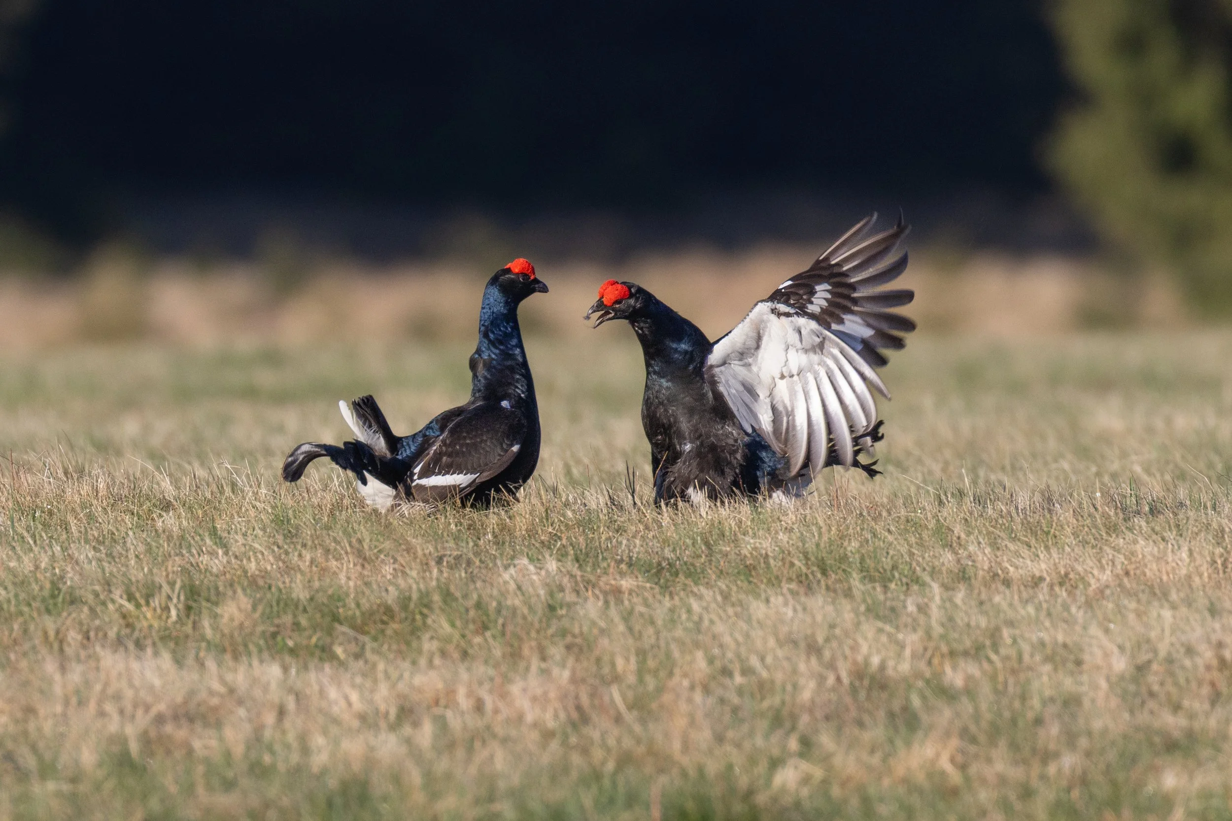 Birkhähne im Kampf