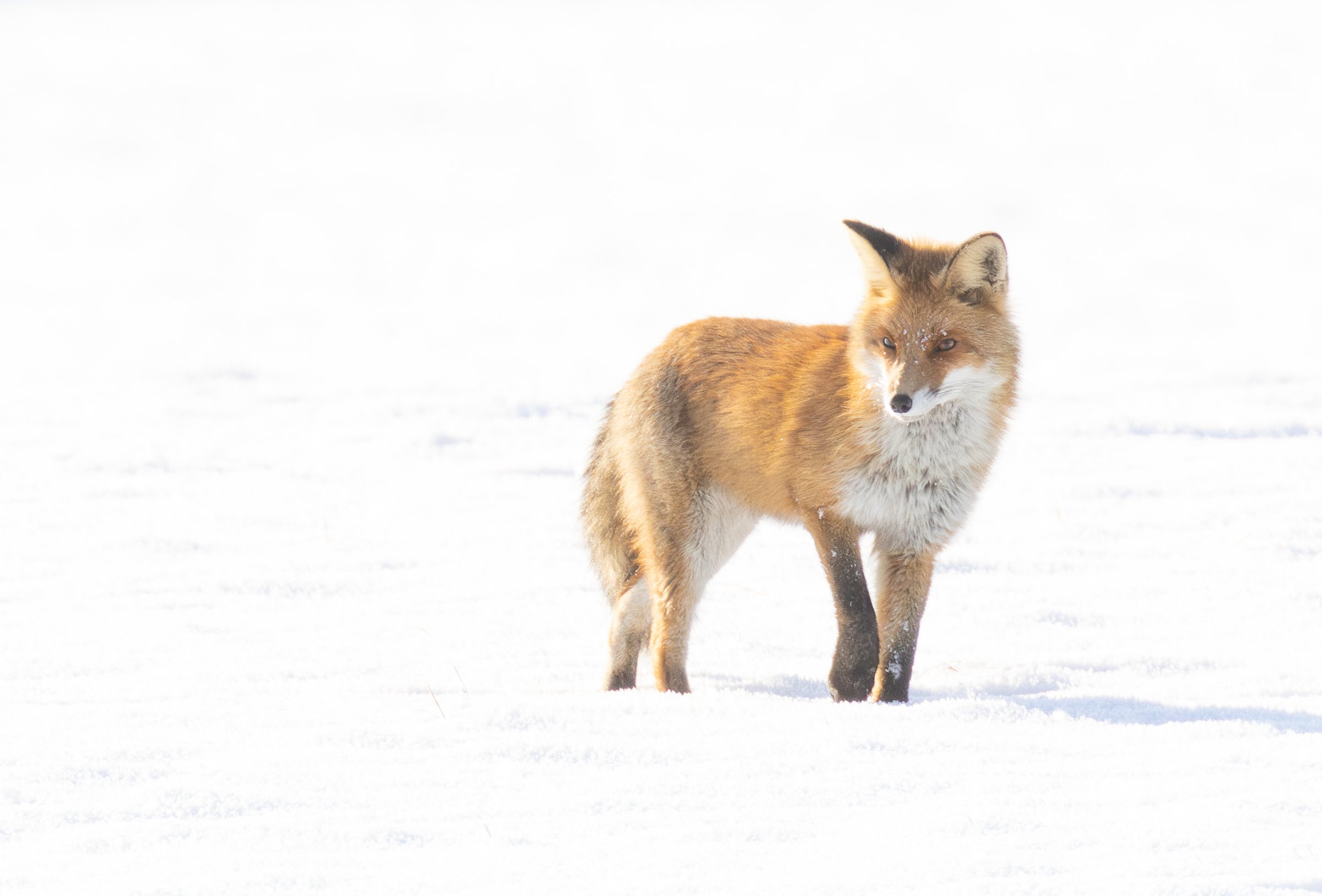 Ein Fuchs steht im Schnee und blickt zur Seite, umgeben von schneebedeckter Landschaft.