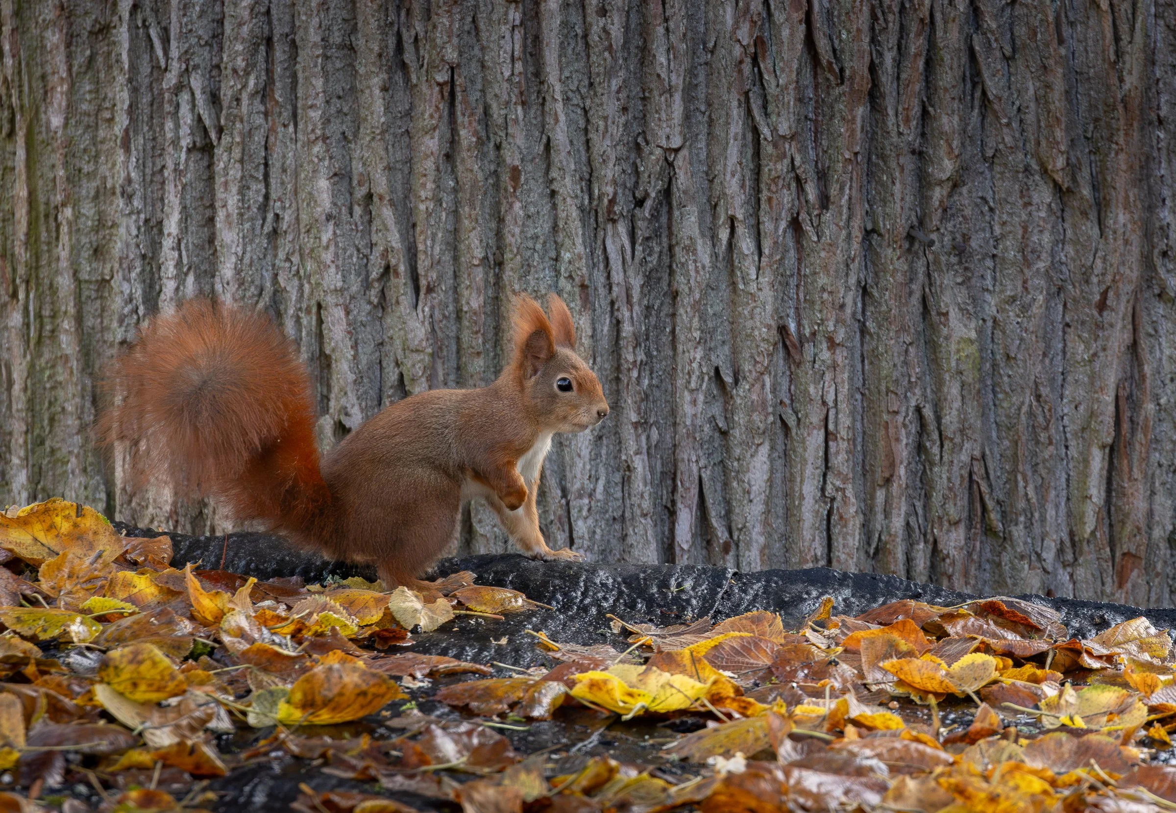 Eichhörnchen im Herbst