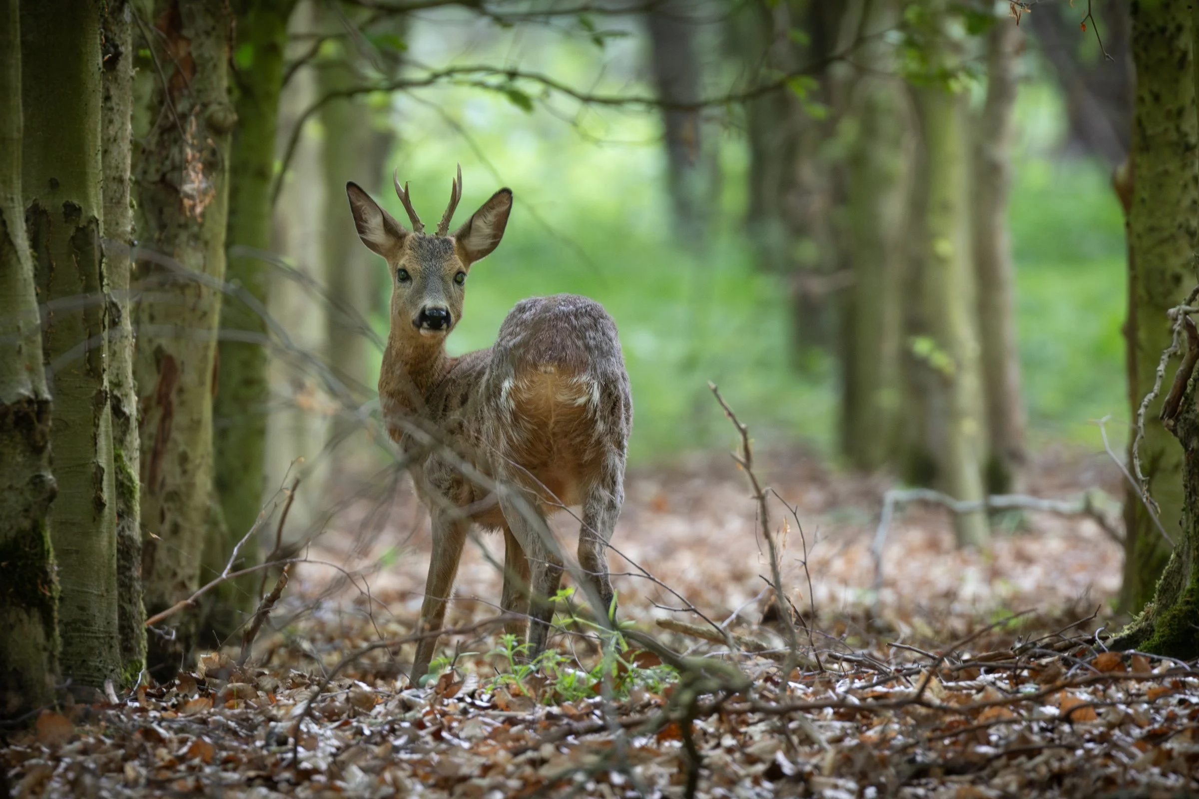 junger Rehbock im Wald