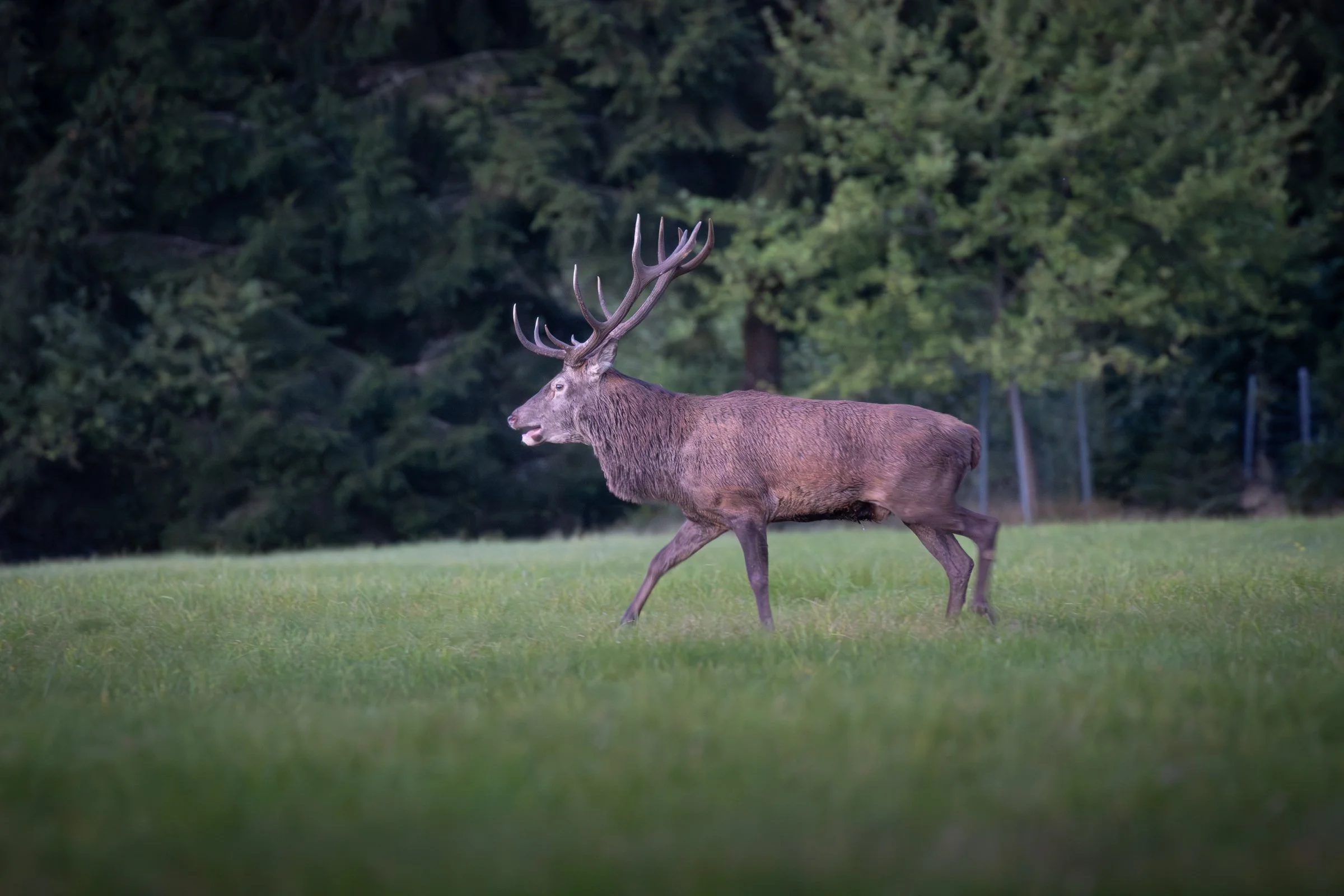Hirsch mit großen Geweih läuft auf grünem Feld, im Hintergrund Bäume.