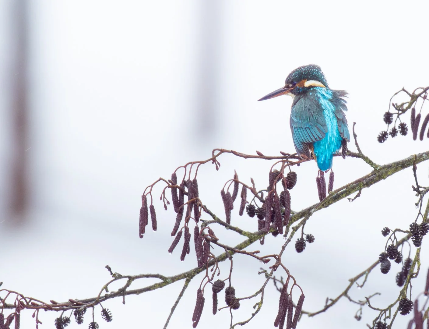 Eisvogel sitzt auf einem Ast mit dunklen, länglichen Fruchtstände, im Hintergrund ist ein weißer Himmel.