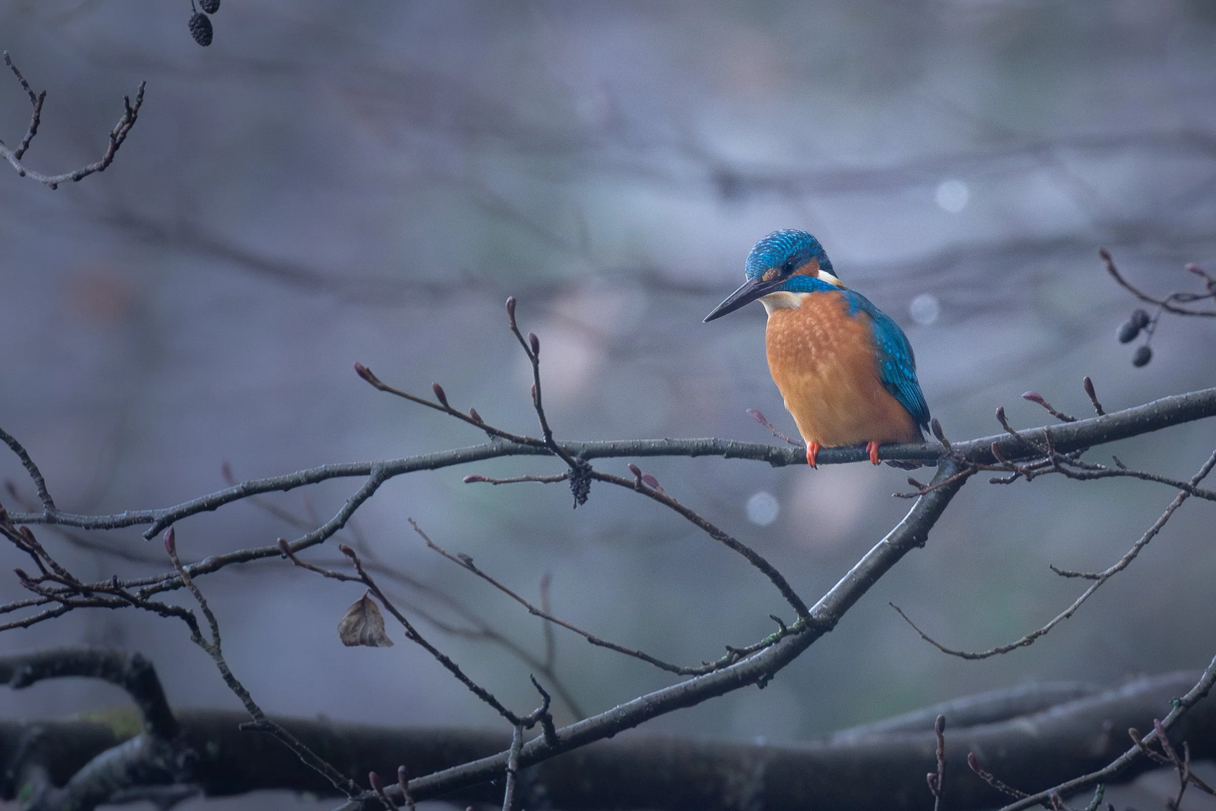 Ein farbenfroher Vogel auf einem Ast, mit blauer, orange und weißen Gefieder, in einer natürlichen Umgebung.