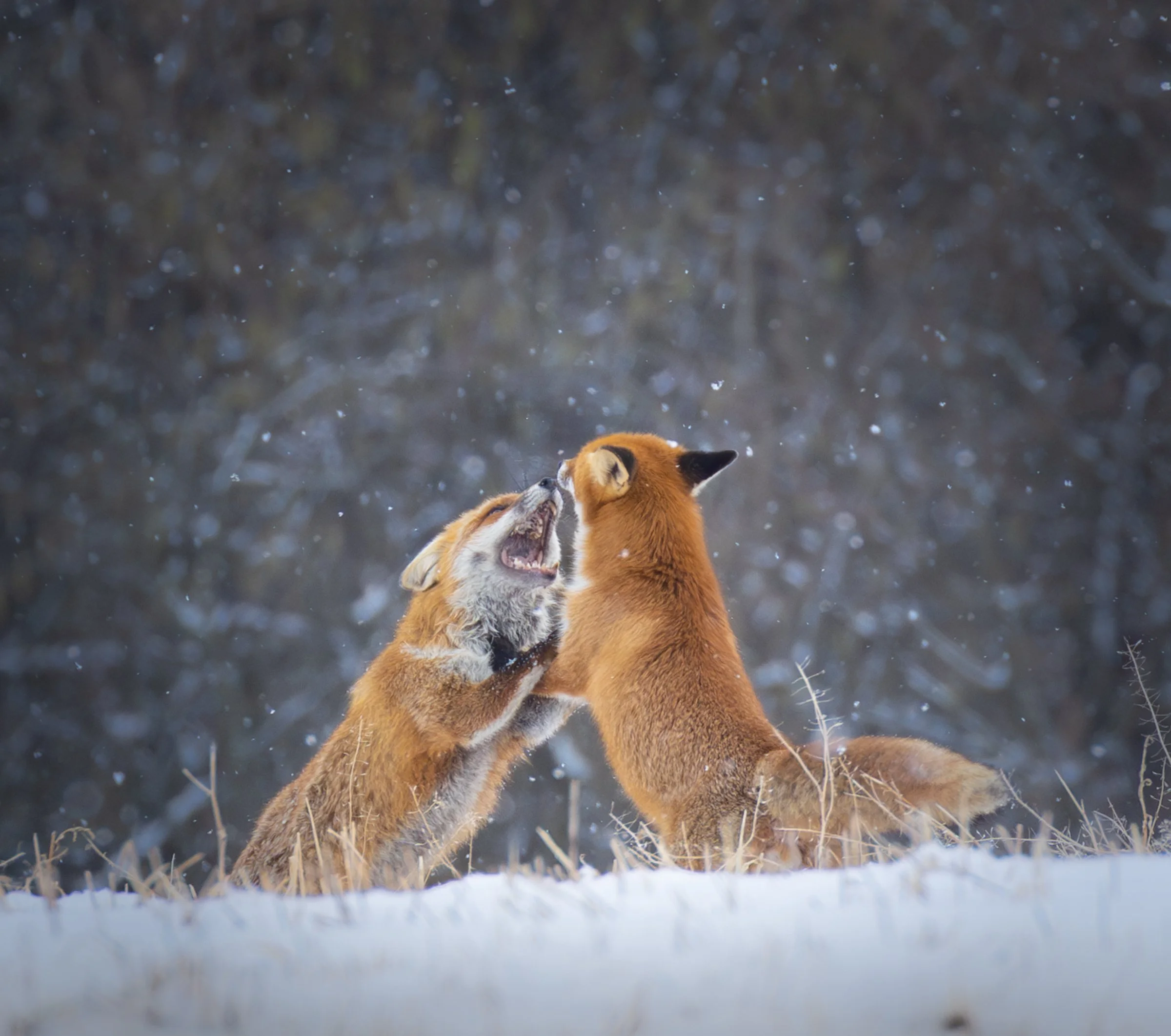 2 Spielende Füchse auf einer winterlichen Wiese im Schneefall
