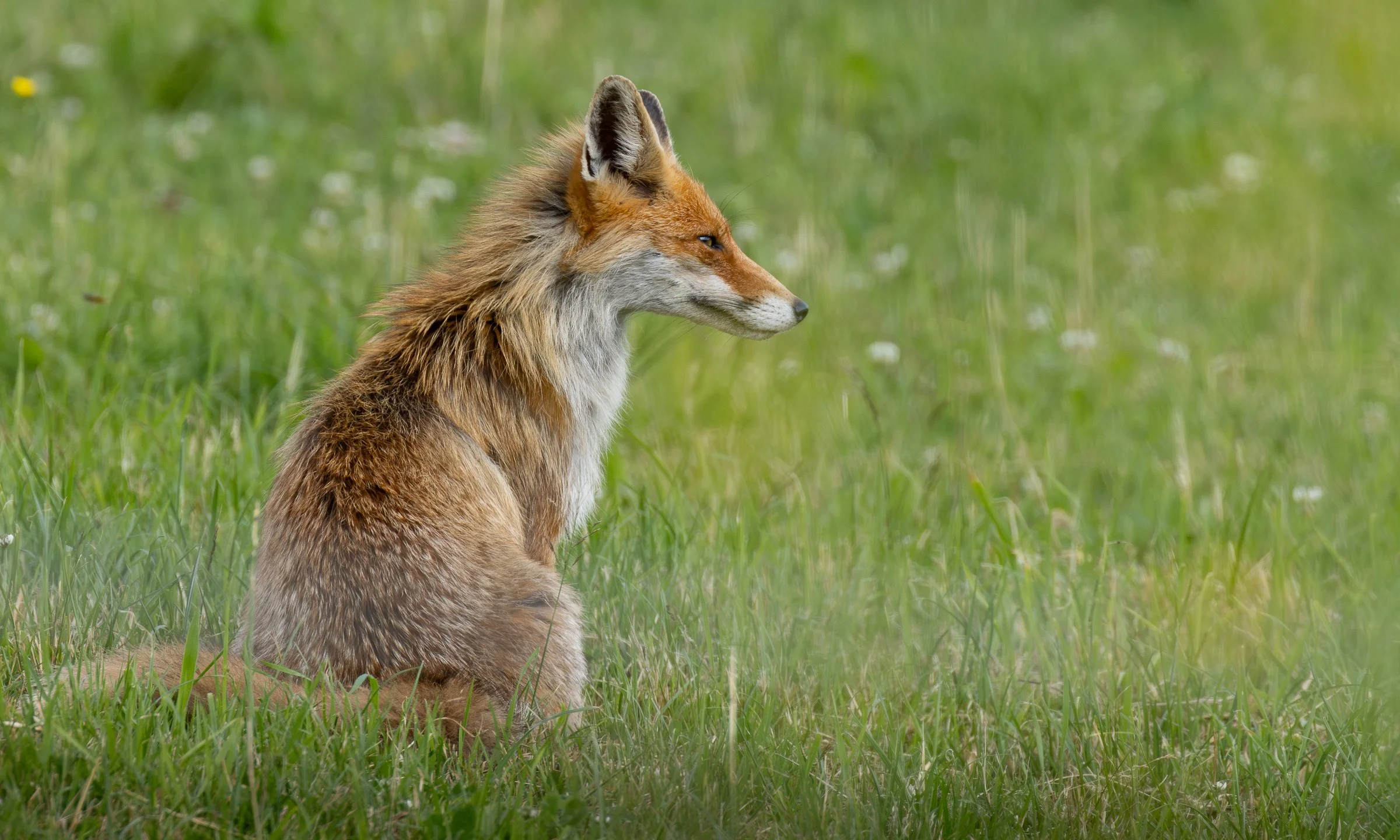 Sitzender Fuchs in einer grünen Wiese mit leichtem Blick zur Seite.