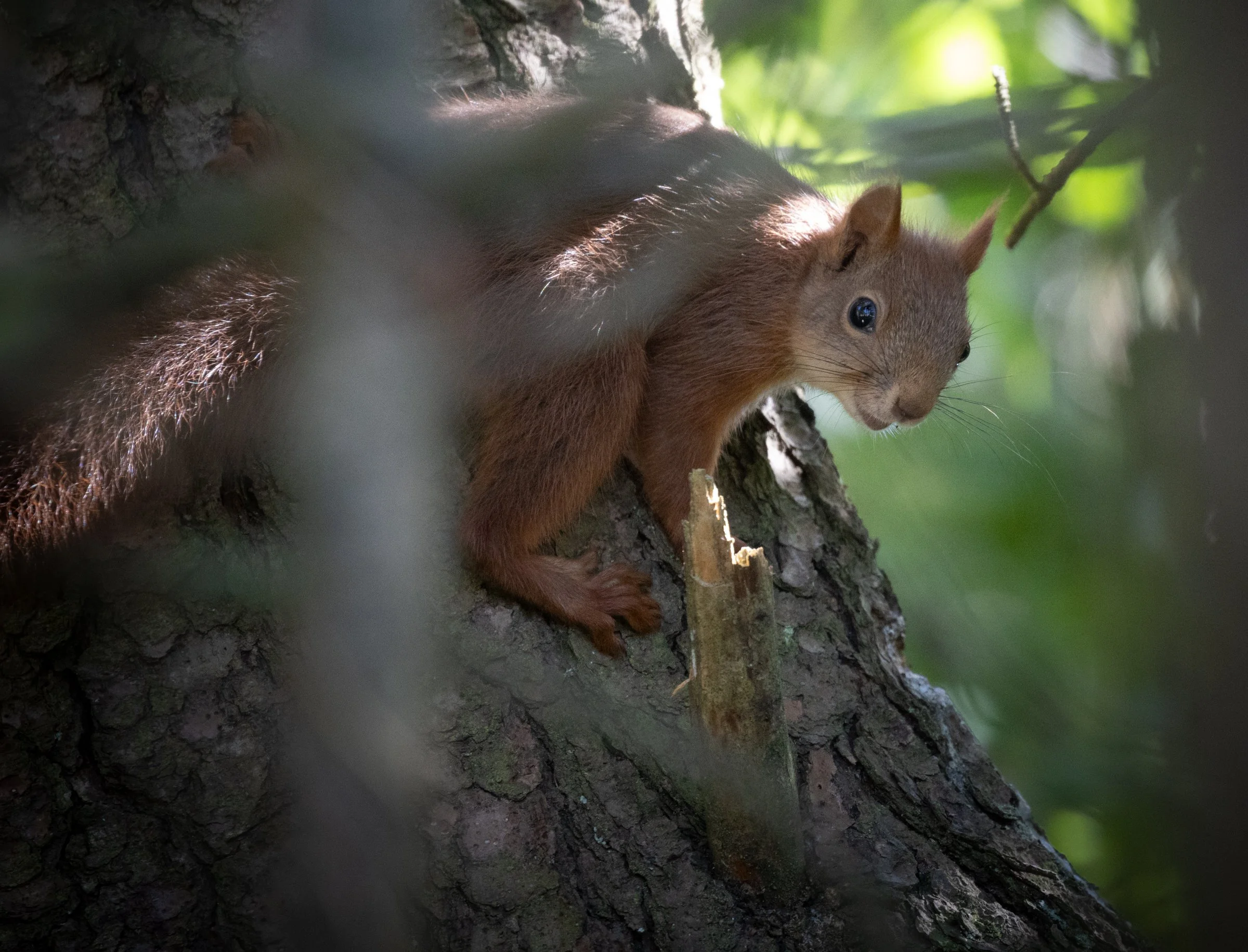 Eichhörnchen in Dänemark