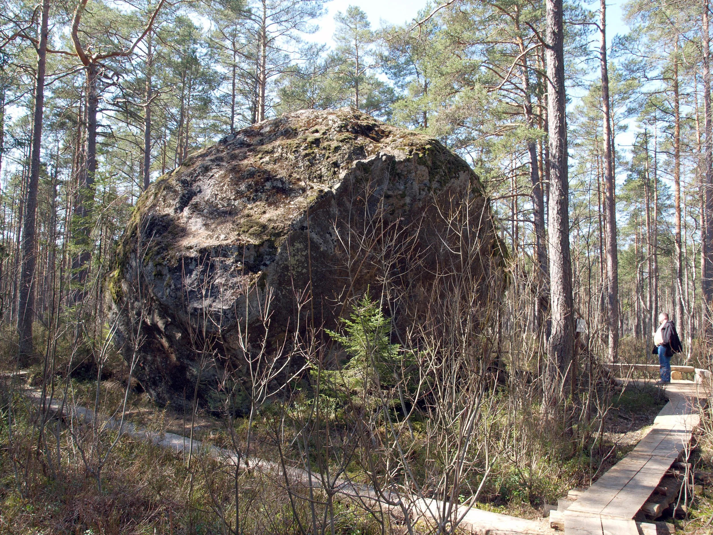 CALLUNA matk Majakivile.                                            
Majakivi on Eesti suuruselt 3 rändrahn, mille otsa saab redeliga ronida. Matkarada on osaliselt metsarada ja osaliselt laudtee.  Metsatee võib olla libe ja  märg. 
Kogu matka pikkus
