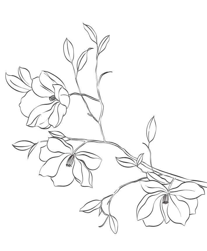 Outline drawing of a flowering plant with multiple blossoms and slender leaves.