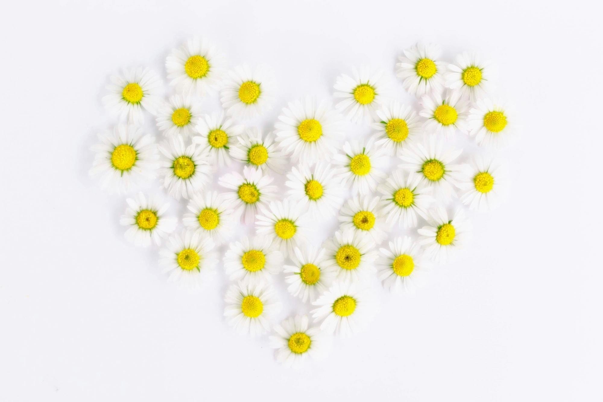 Daisies arranged in the shape of a heart on a white background.