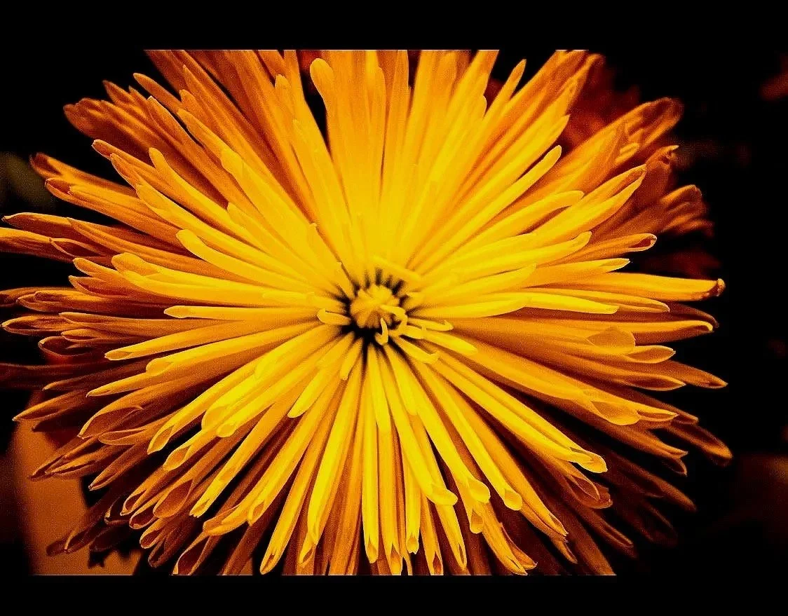 Close-up of a yellow, spiky flower with a dark center.