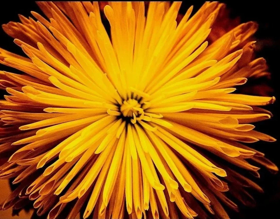 Close-up of a yellow-orange dandelion flower with elongated petals.