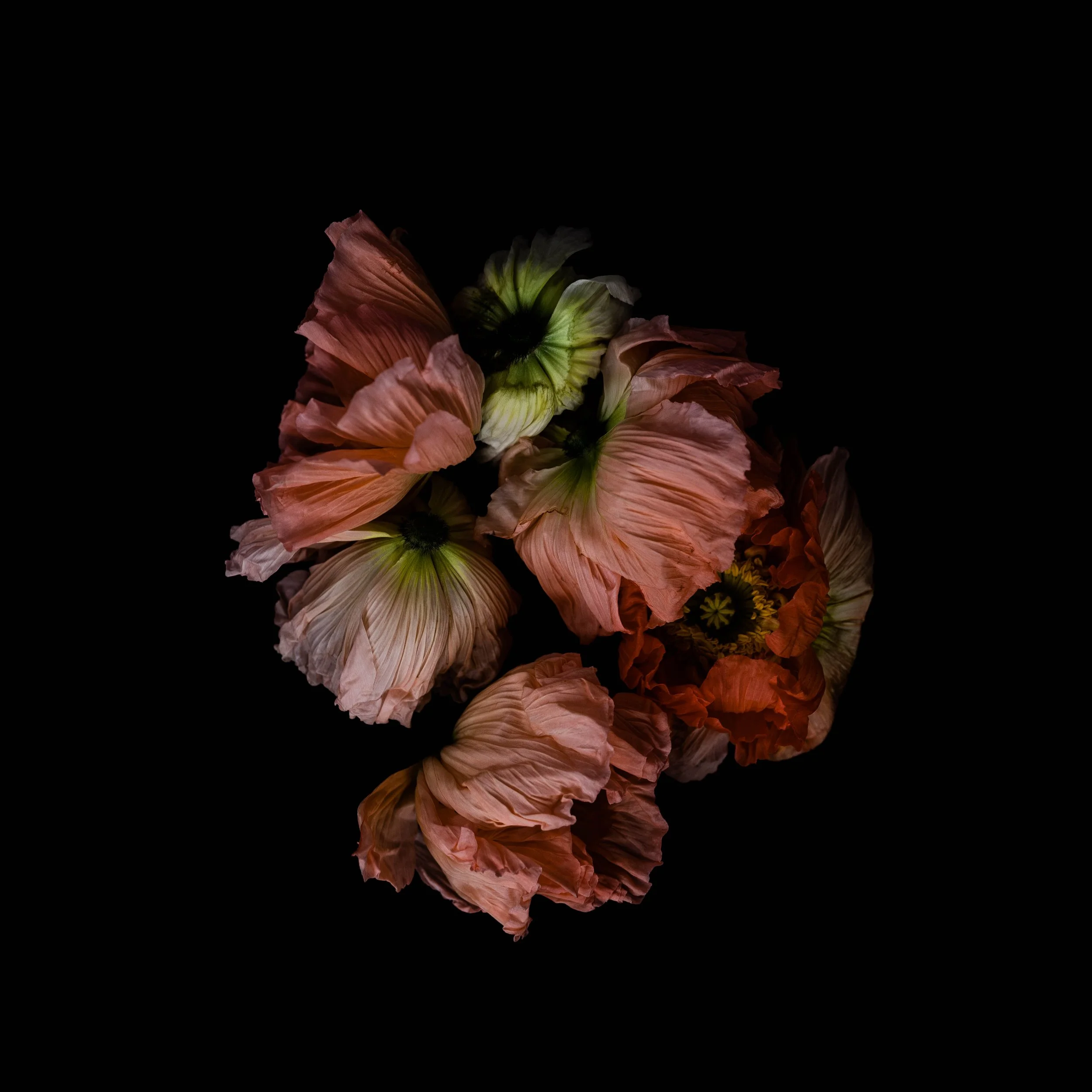 Apoptosis: Disembodied Vestige