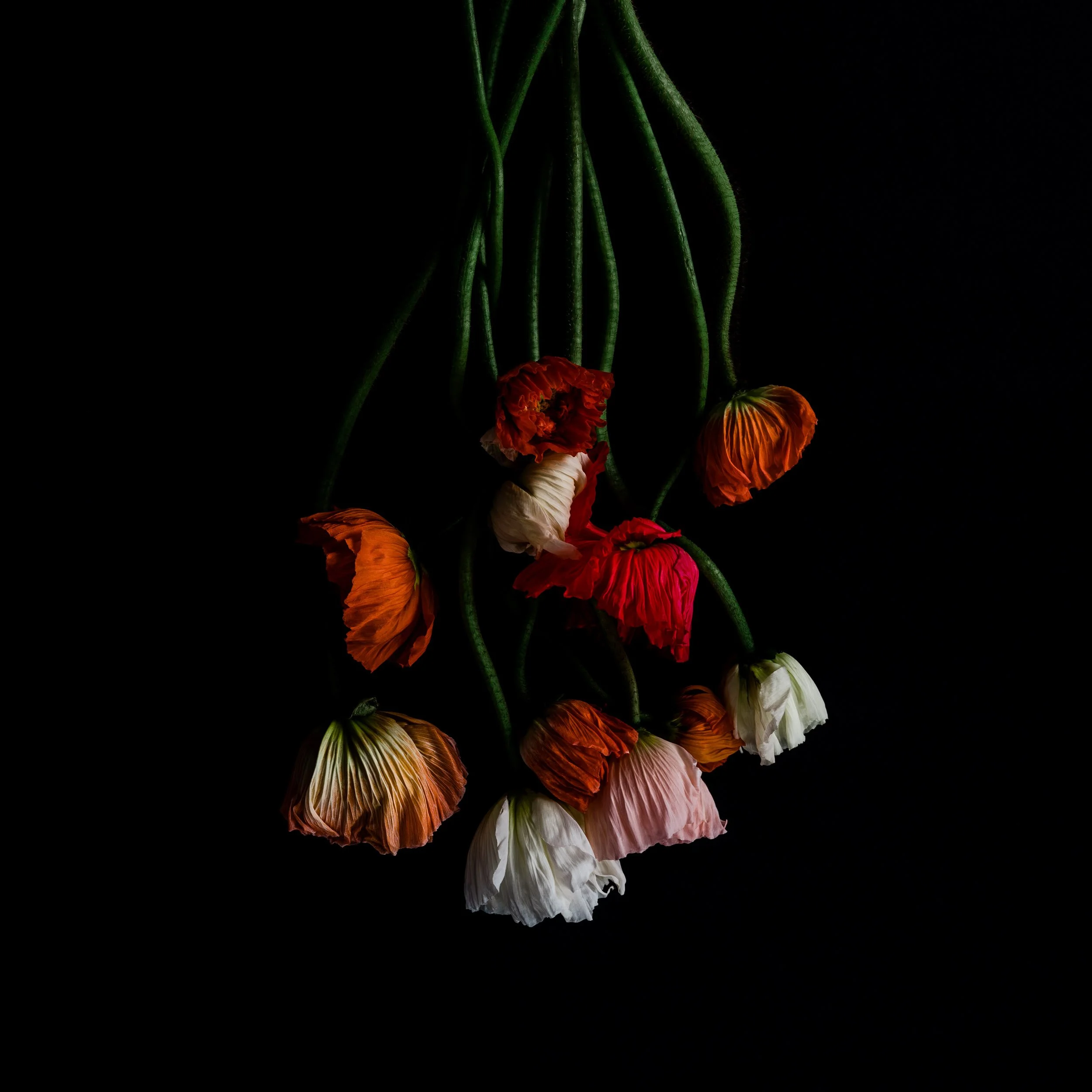 Craving Proximity, Archival Pigment Print, 19" x 19"