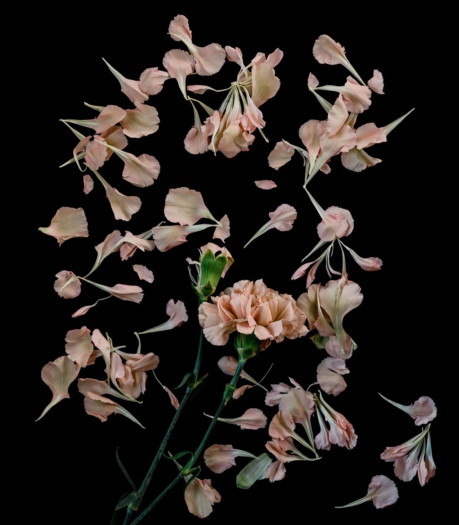 Apoptosis Vl, Archival Pigment Print, 18" x 20"