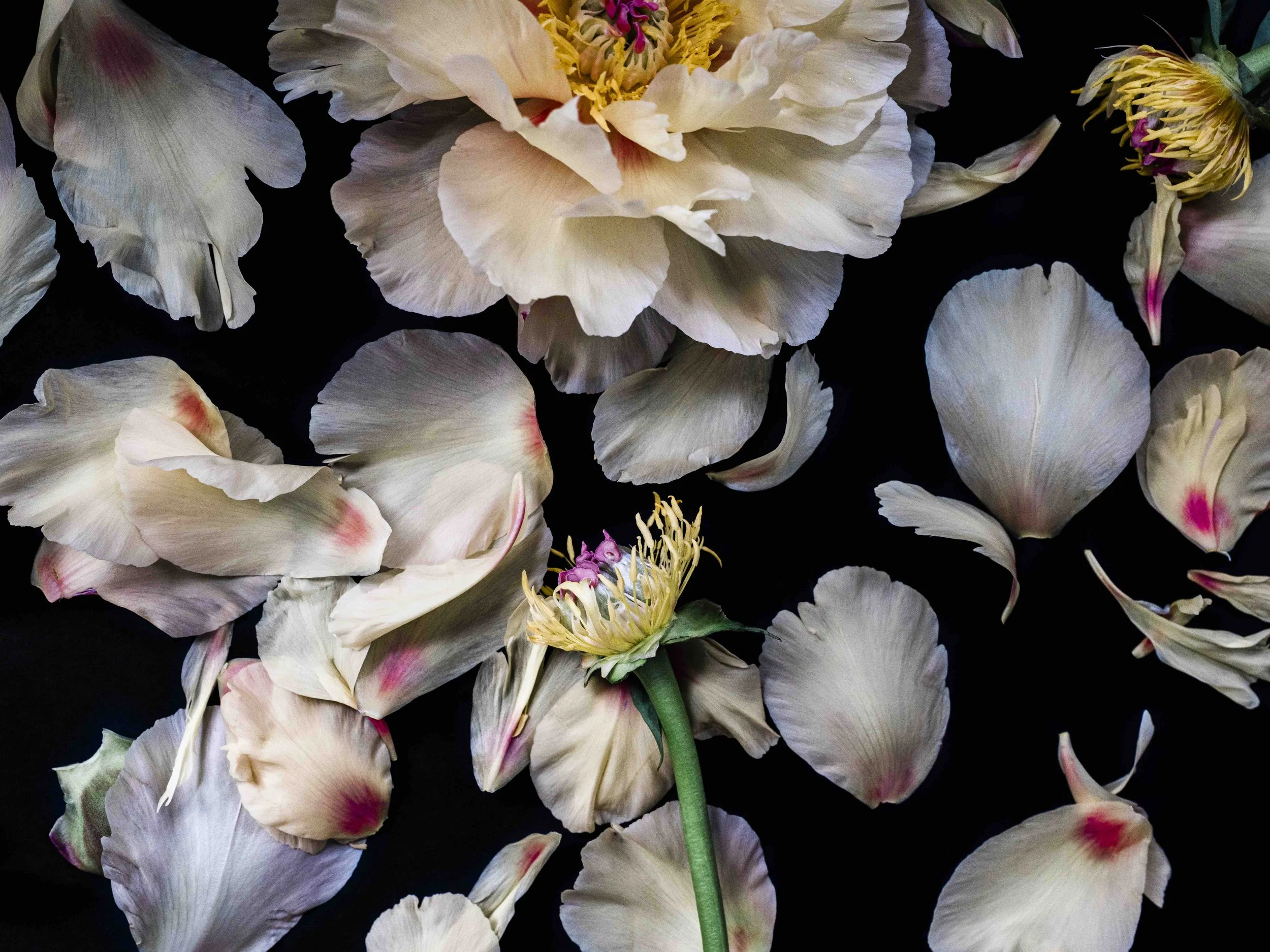 Apoptosis l, Archival Pigment Print, 40" x 32"