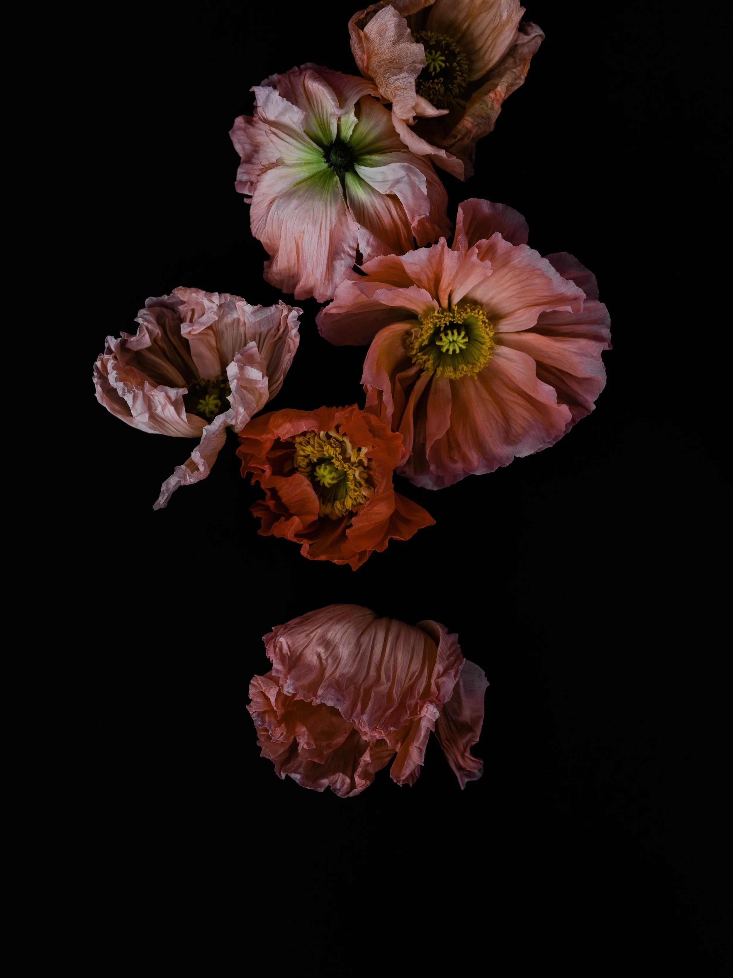 CoExistence, Archival Pigment Print, 28" 37"