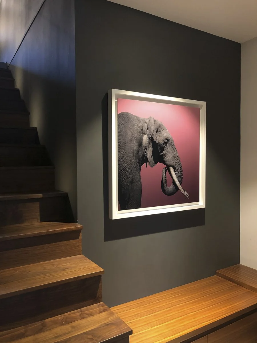 Wanderings: Elephant Pink