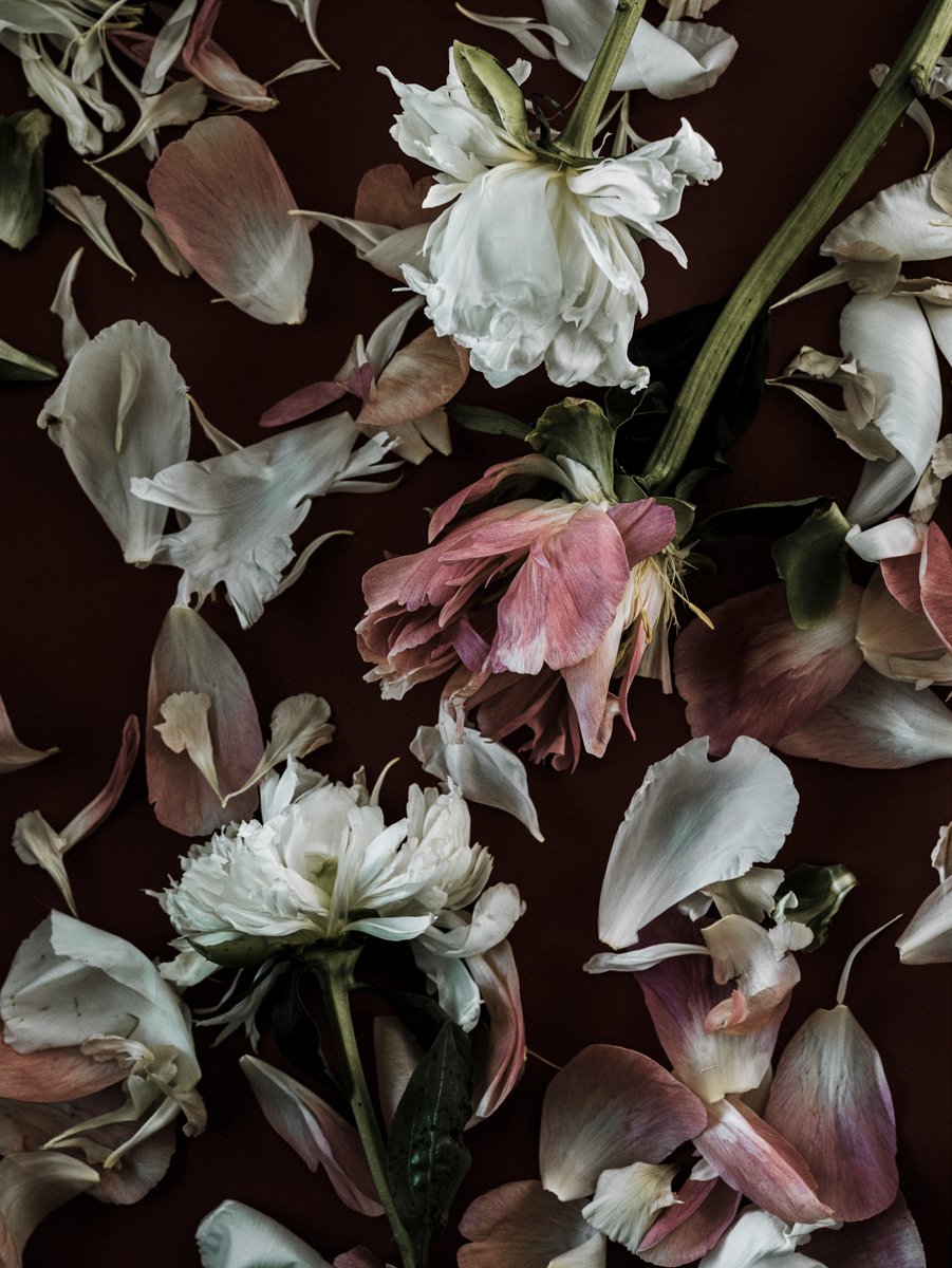 Apoptosis lll, Archival Pigment Print, 32" x 40"