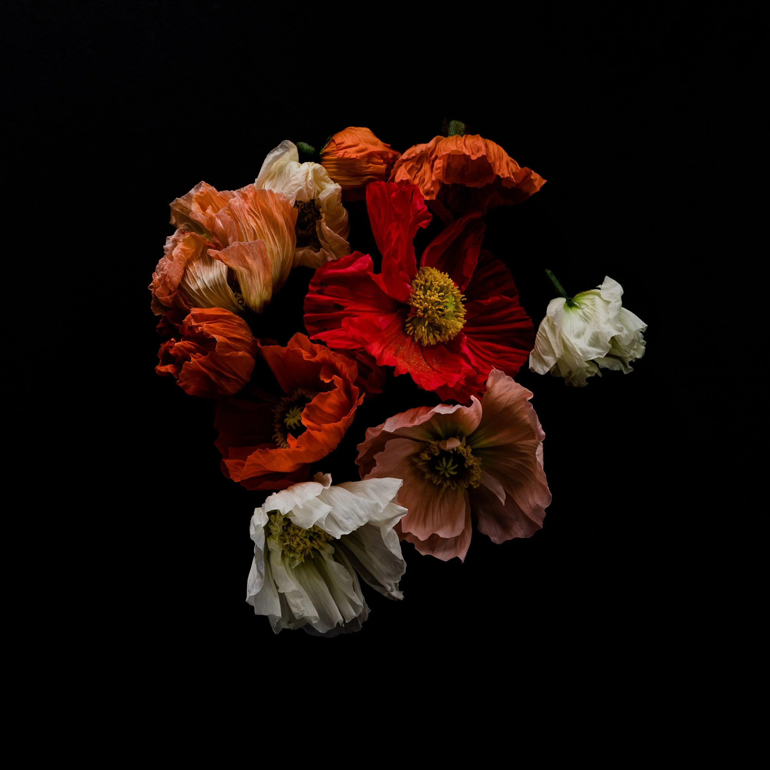 Glorious Expiration, Archival Pigment Print, 19" x 19"