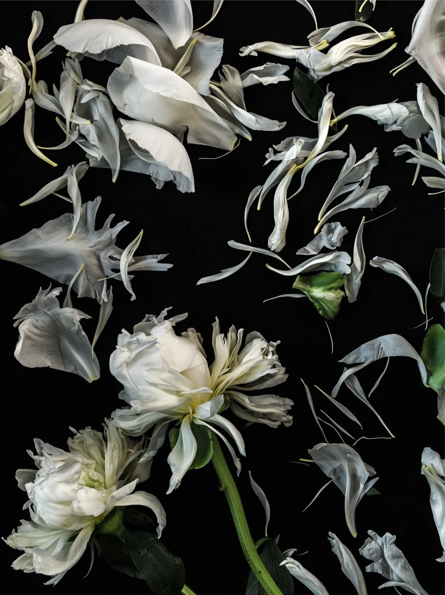 Apoptosis ll, Archival Pigment Print, 32" x 40"