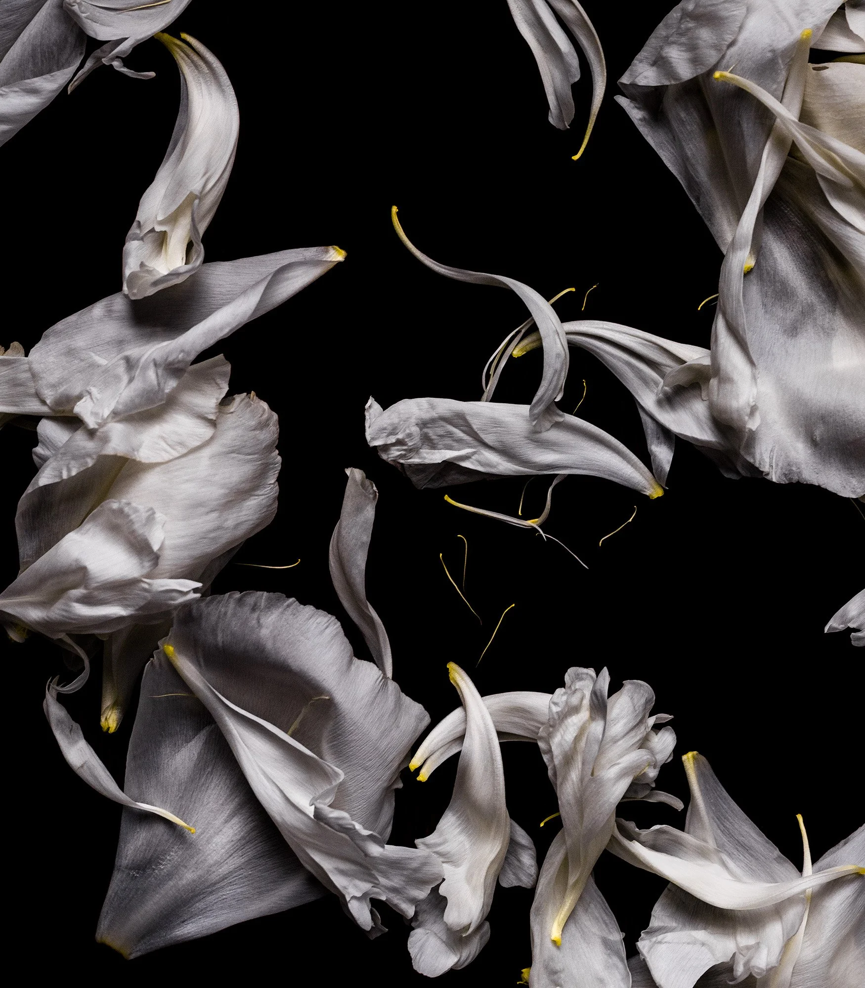     Apoptosis V, Archival Pigment Print, 18" x 20"