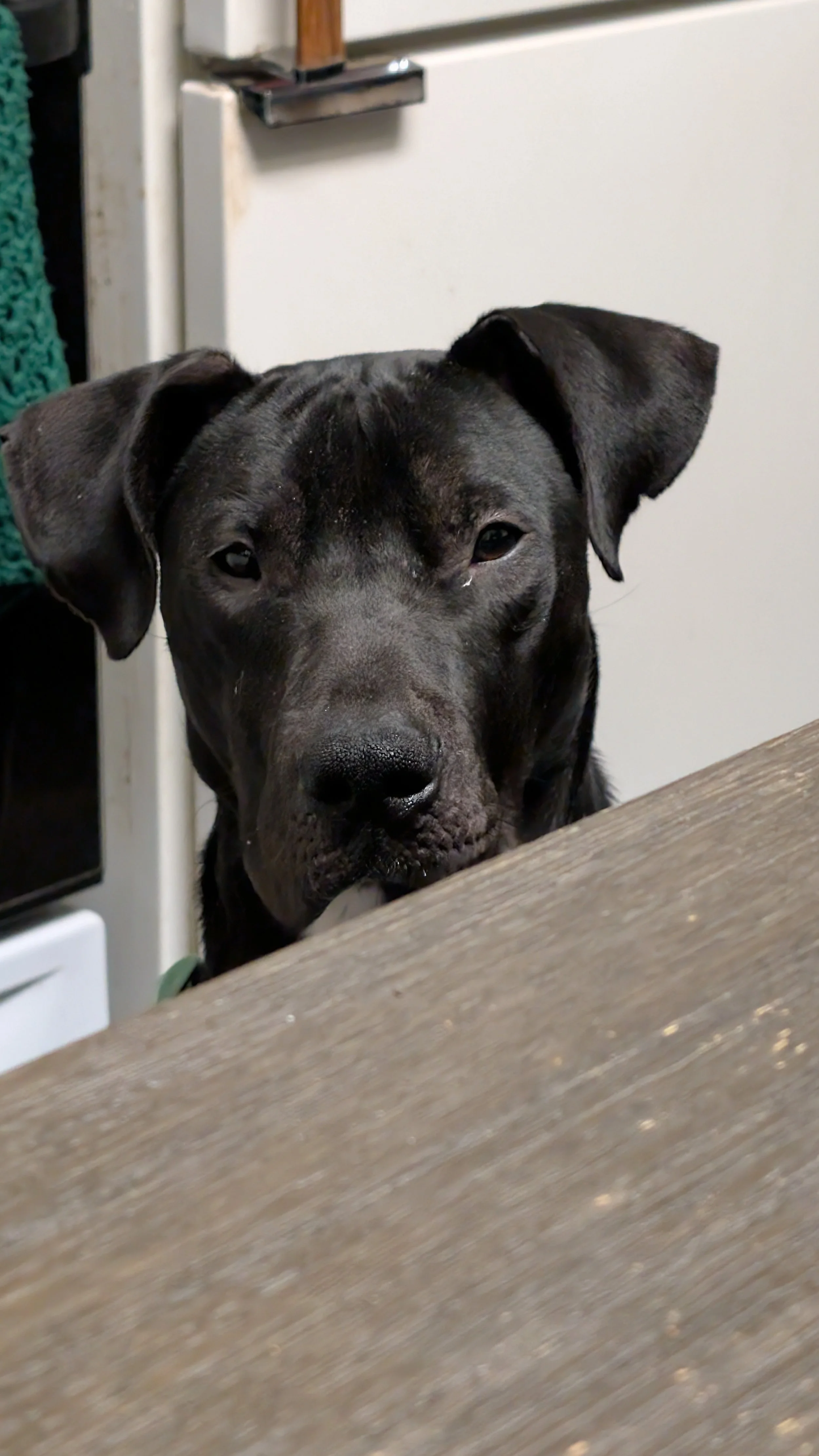 The Arlo Adventure Truly Begins