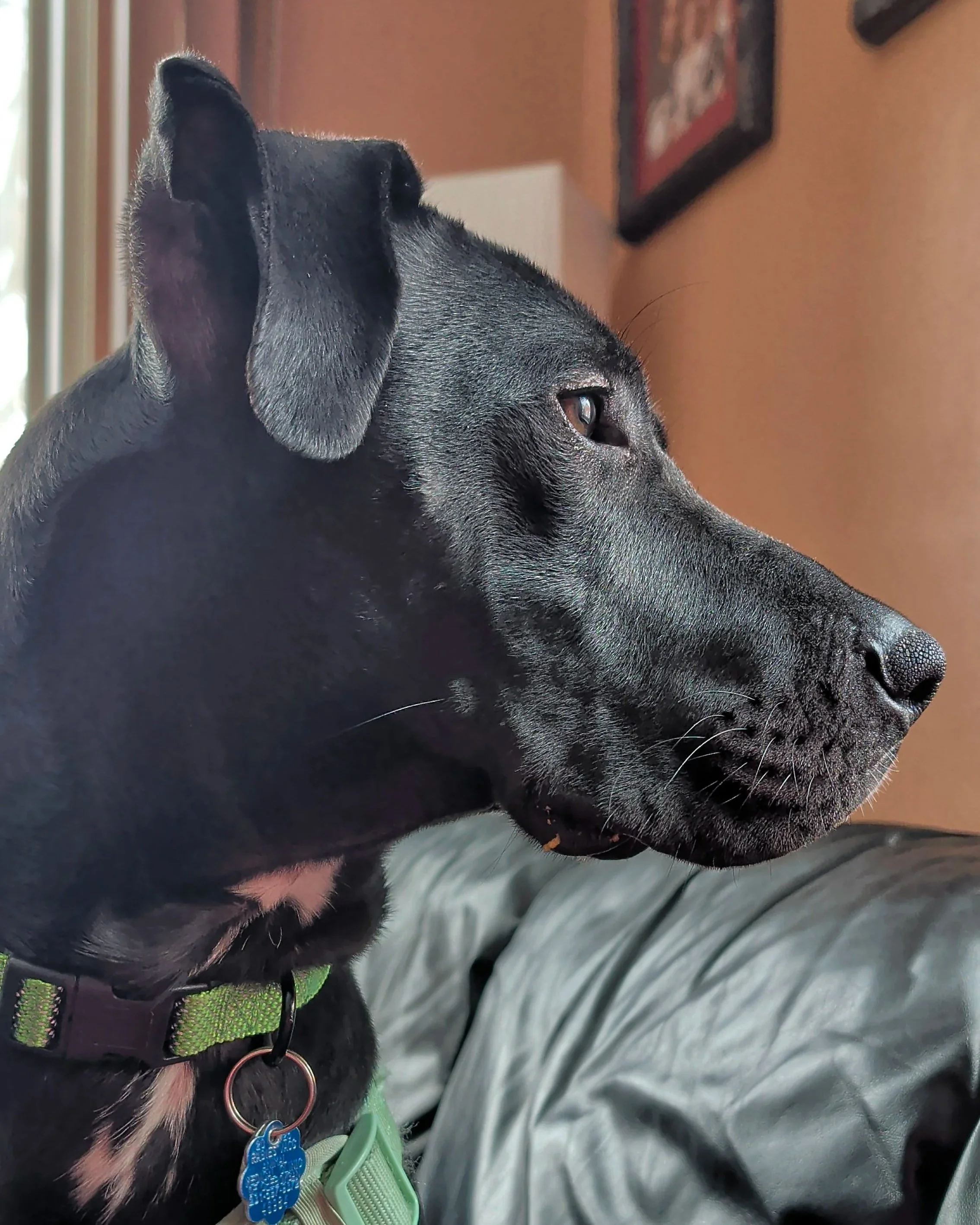 Doggie Daycare Dropout