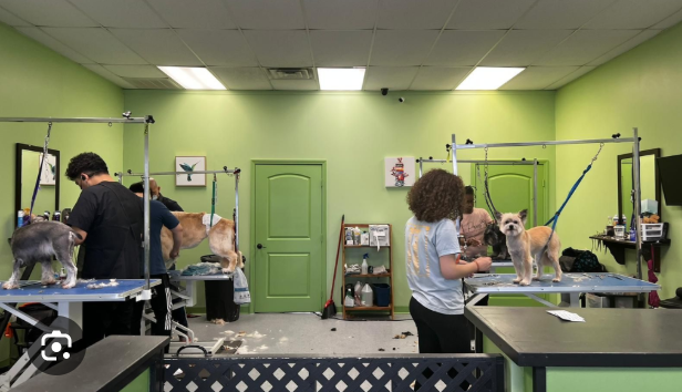 The Pet Supplies Plus experience