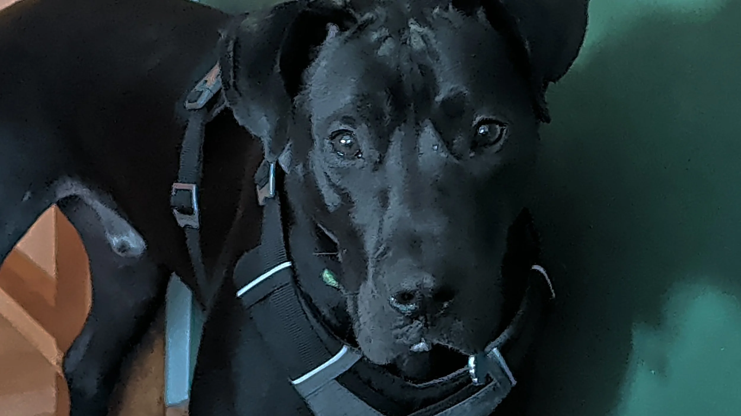 The attempted nail trim